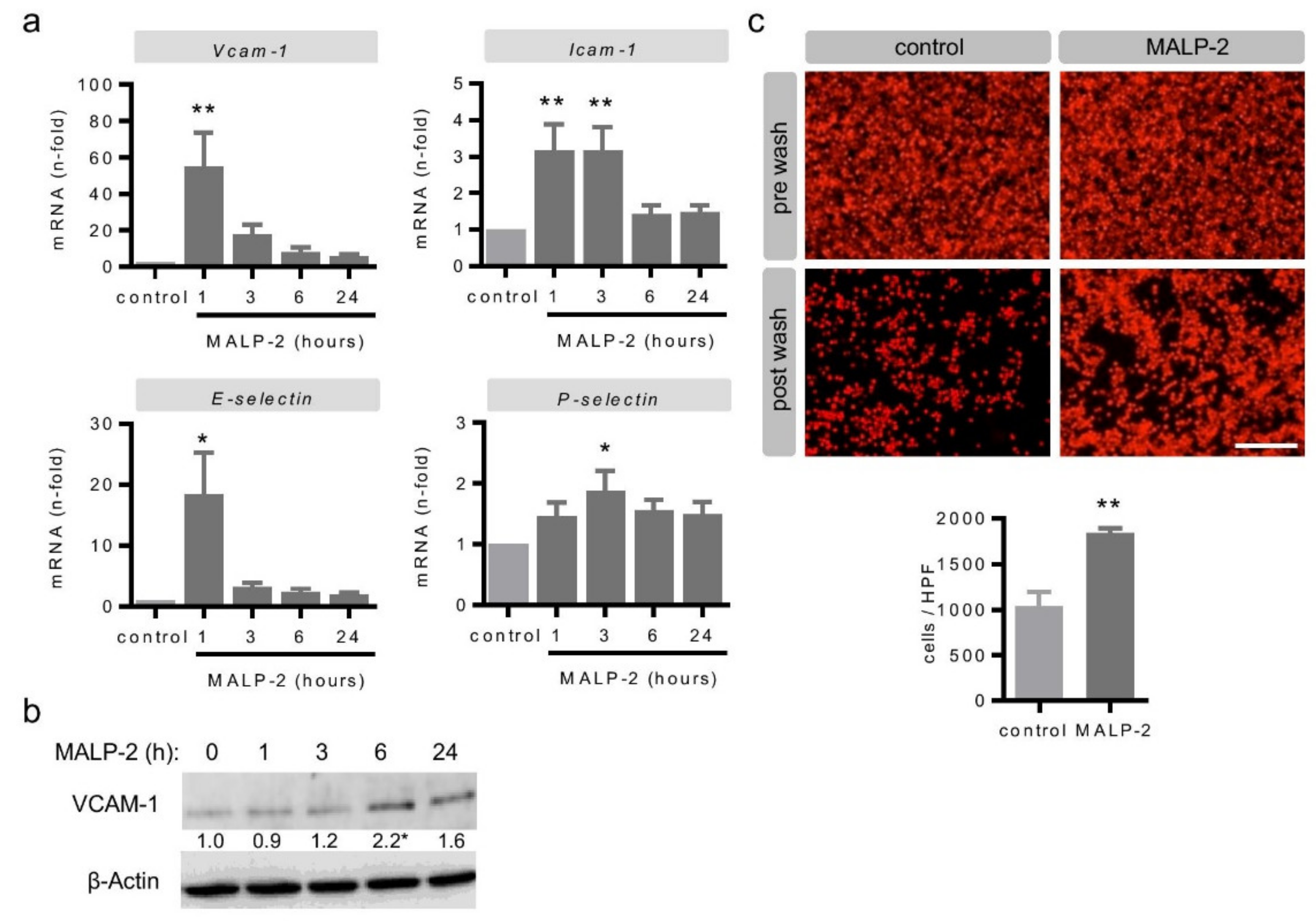 Cells 09 00997 g006