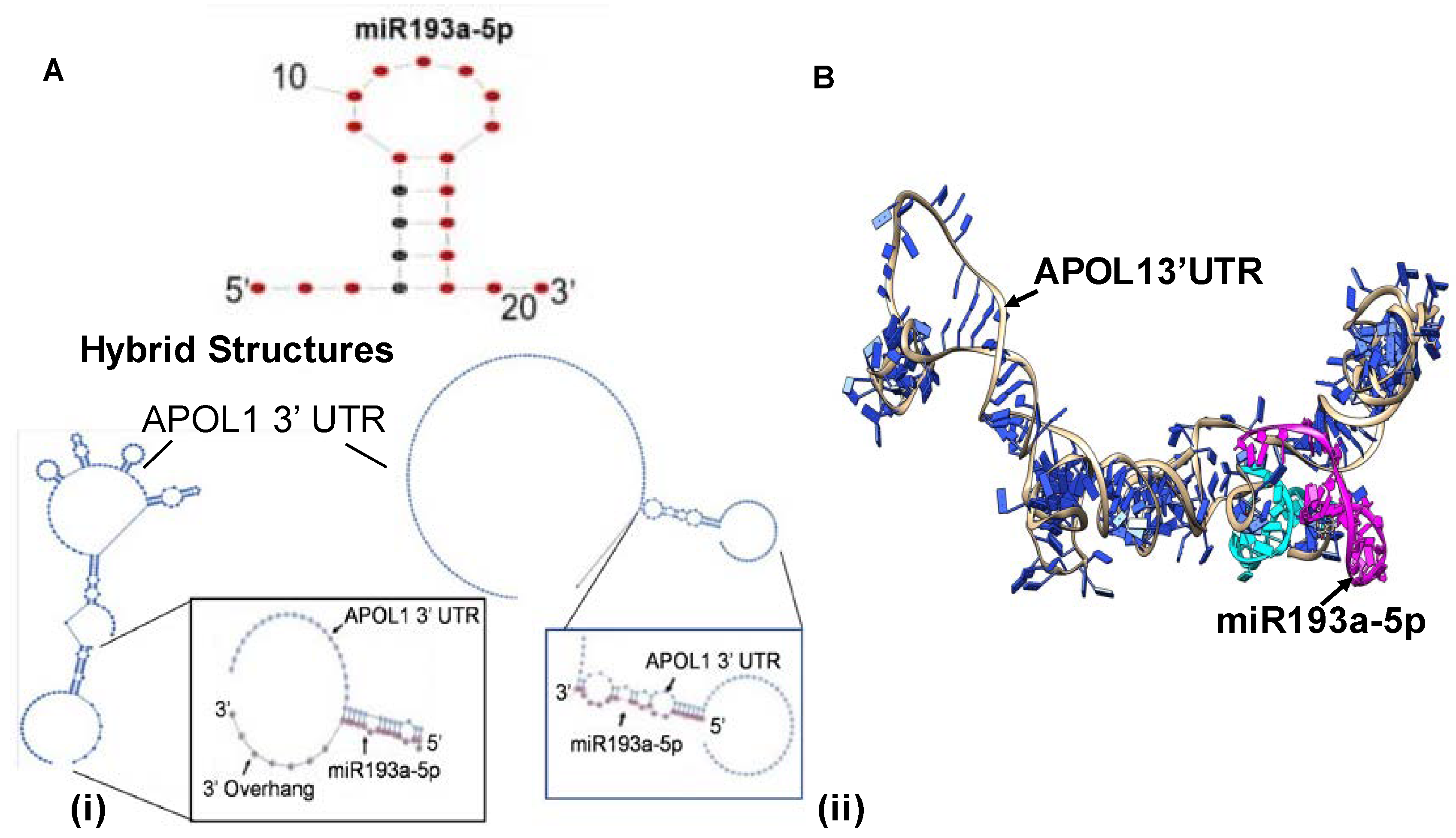Cells 09 01004 g007a Cells 09 01004 g007a
