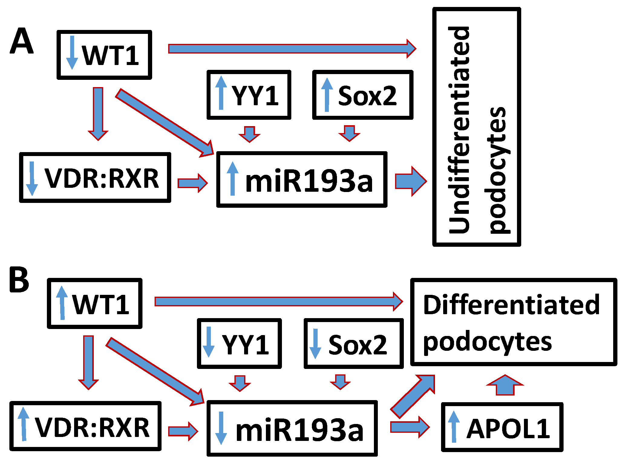 Cells 09 01004 g009 Cells 09 01004 g009