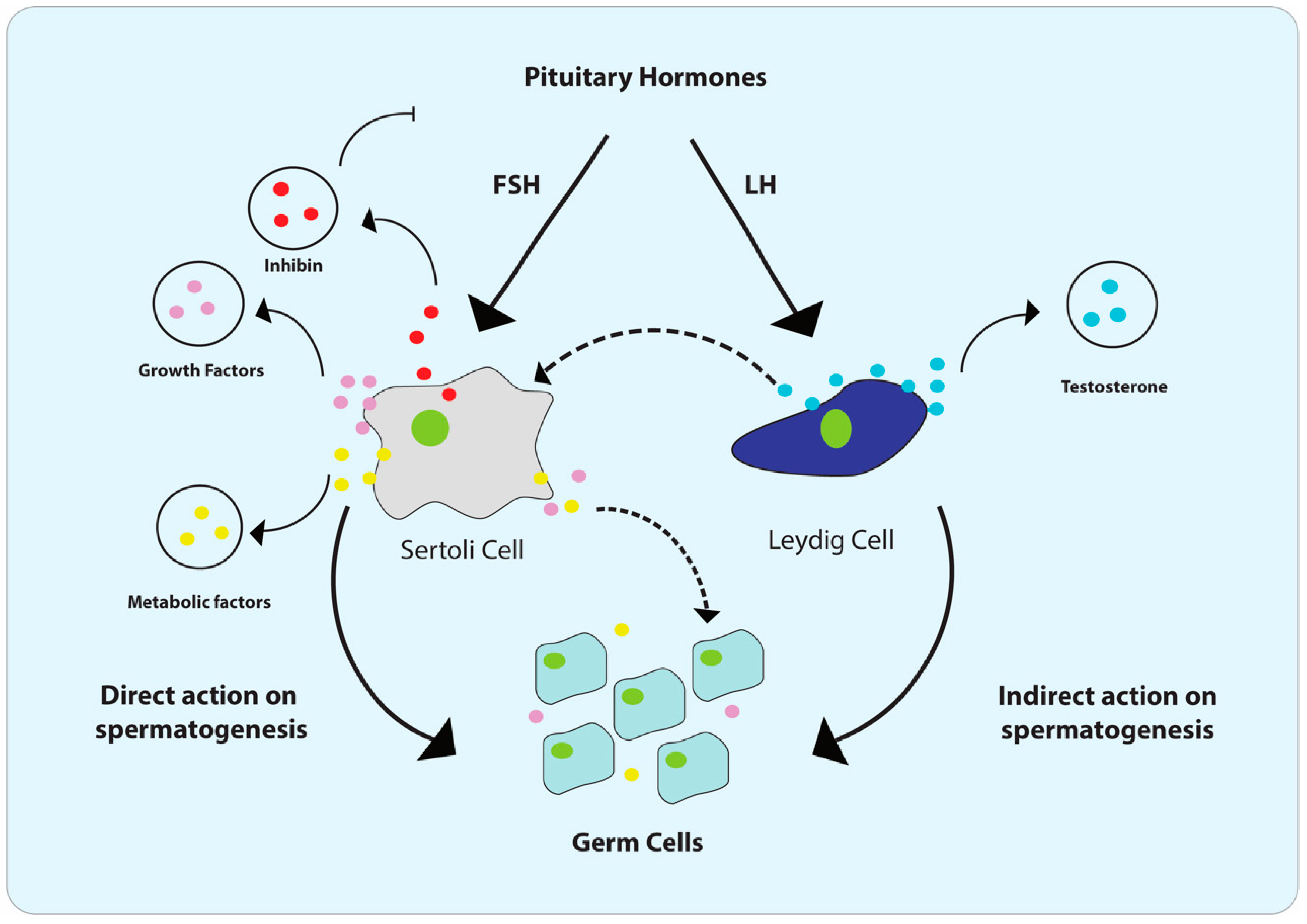 Cells 09 01006 g001 Cells 09 01006 g001