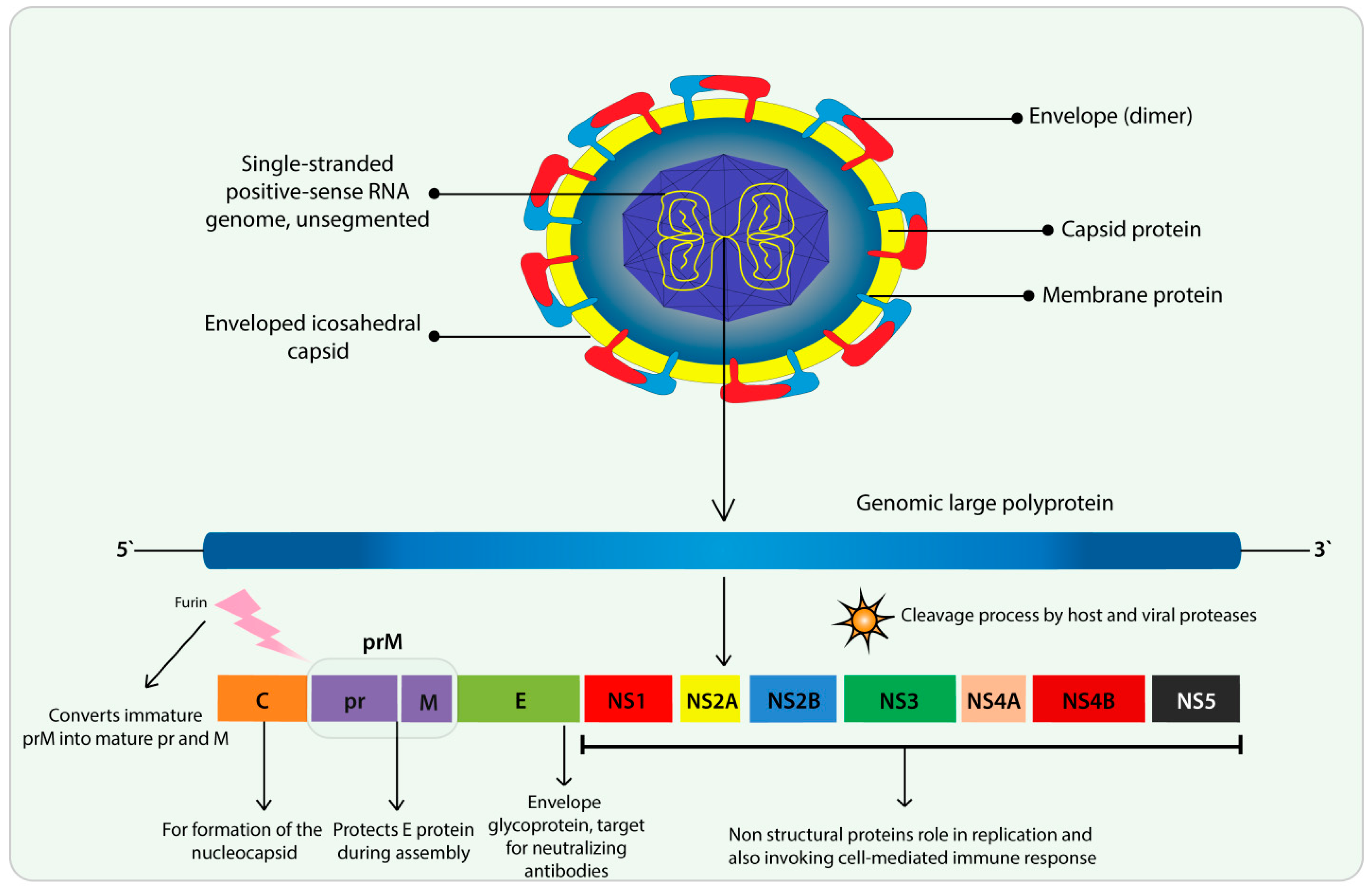 Cells 09 01006 g002 Cells 09 01006 g002