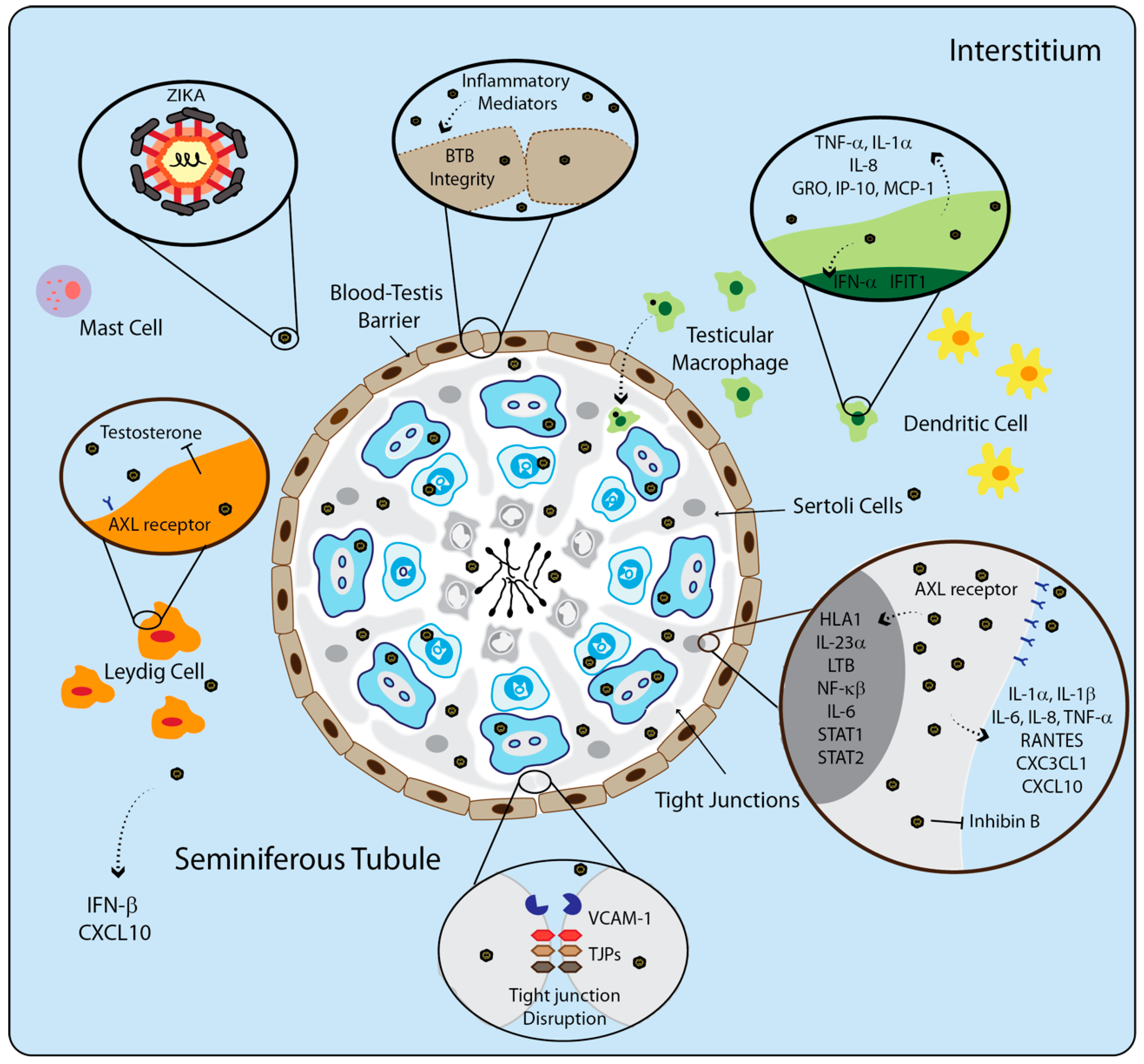Cells 09 01006 g004 Cells 09 01006 g004