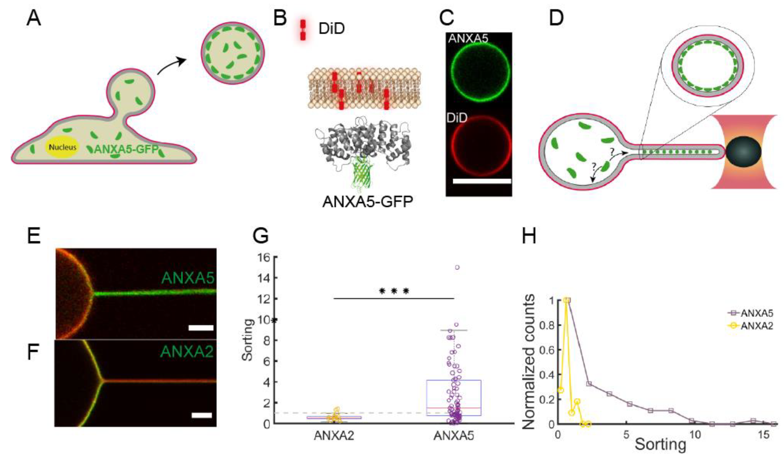 Cells 09 01029 g002