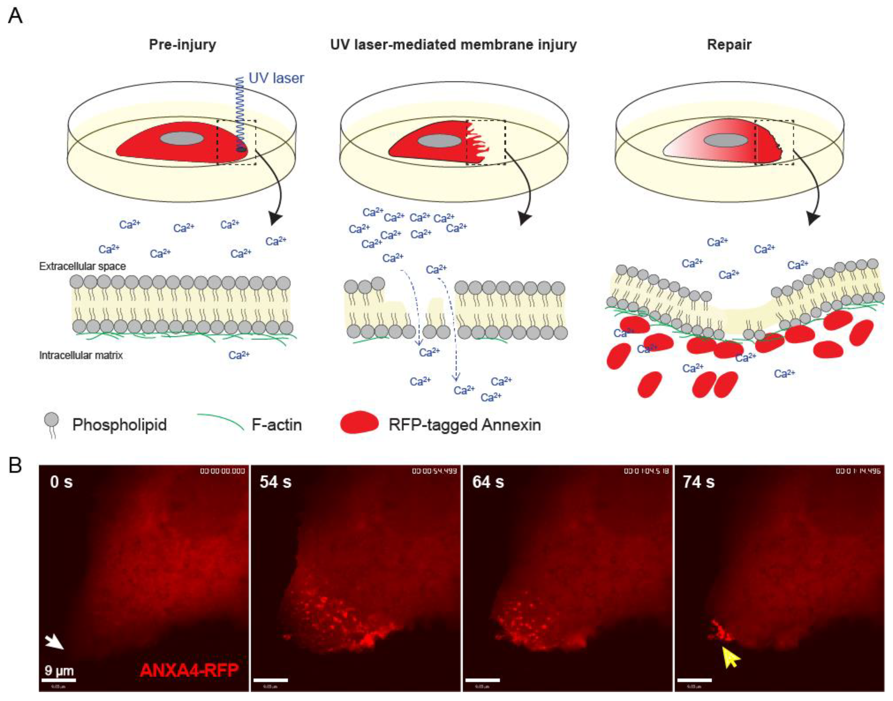 Cells 09 01029 g004
