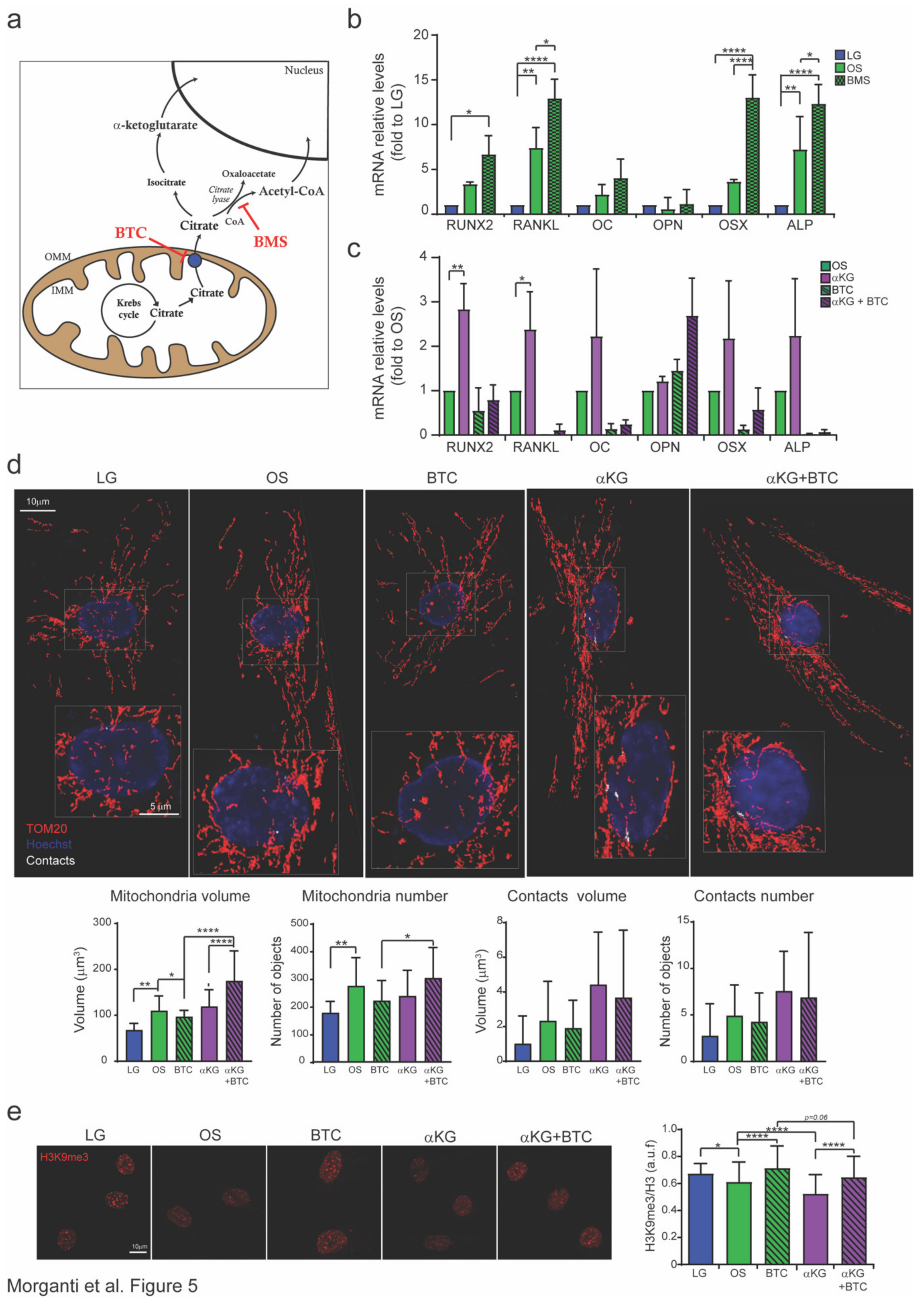 Cells 09 01034 g005