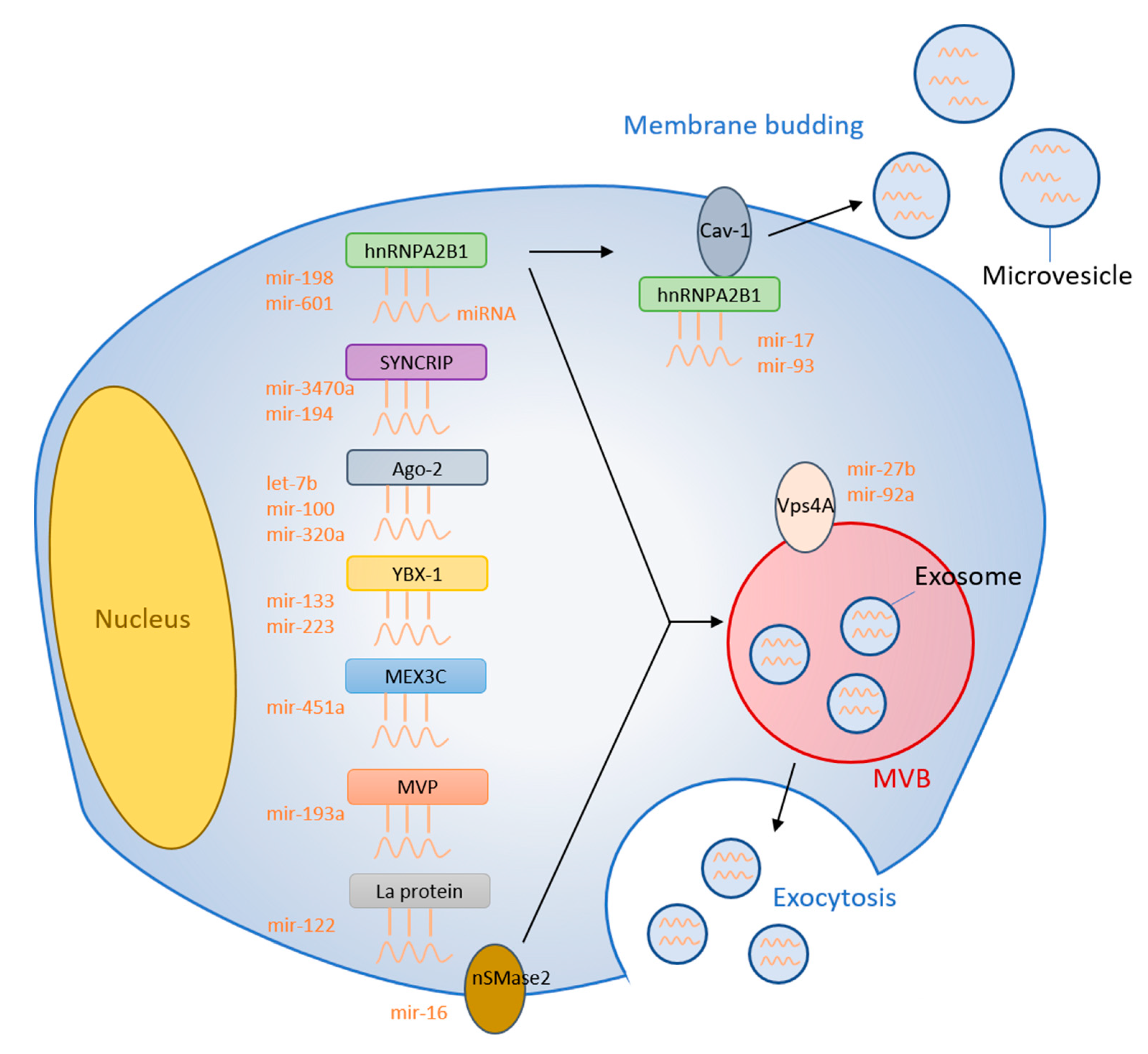 Cells 09 01044 g001