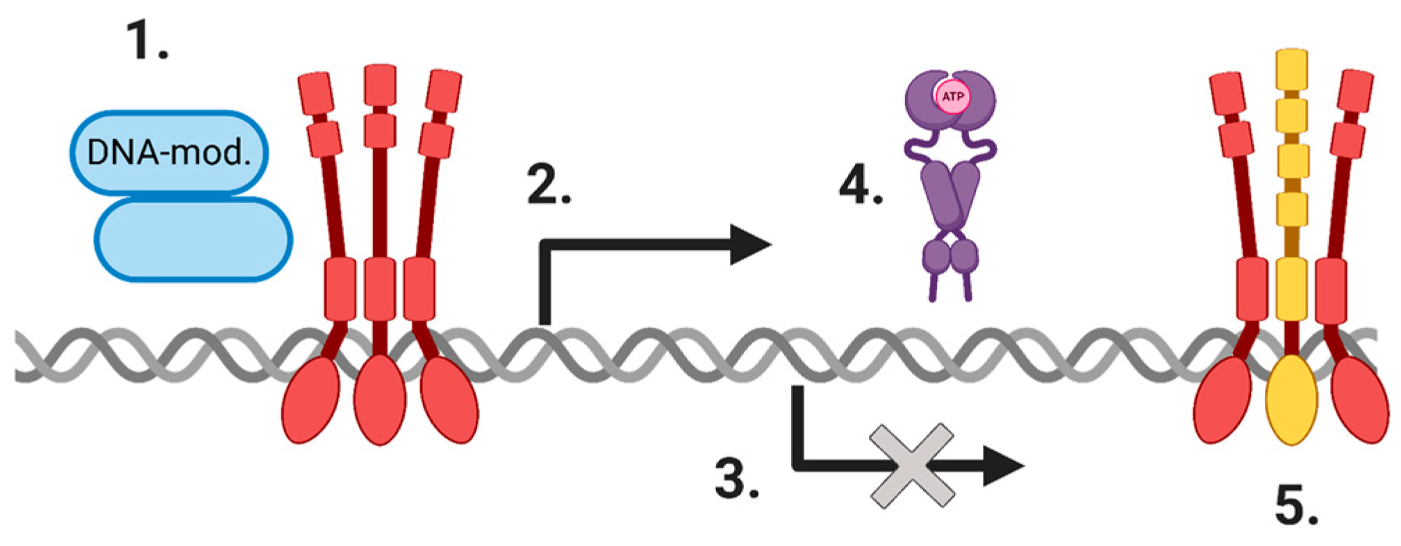 Cells 09 01046 g001