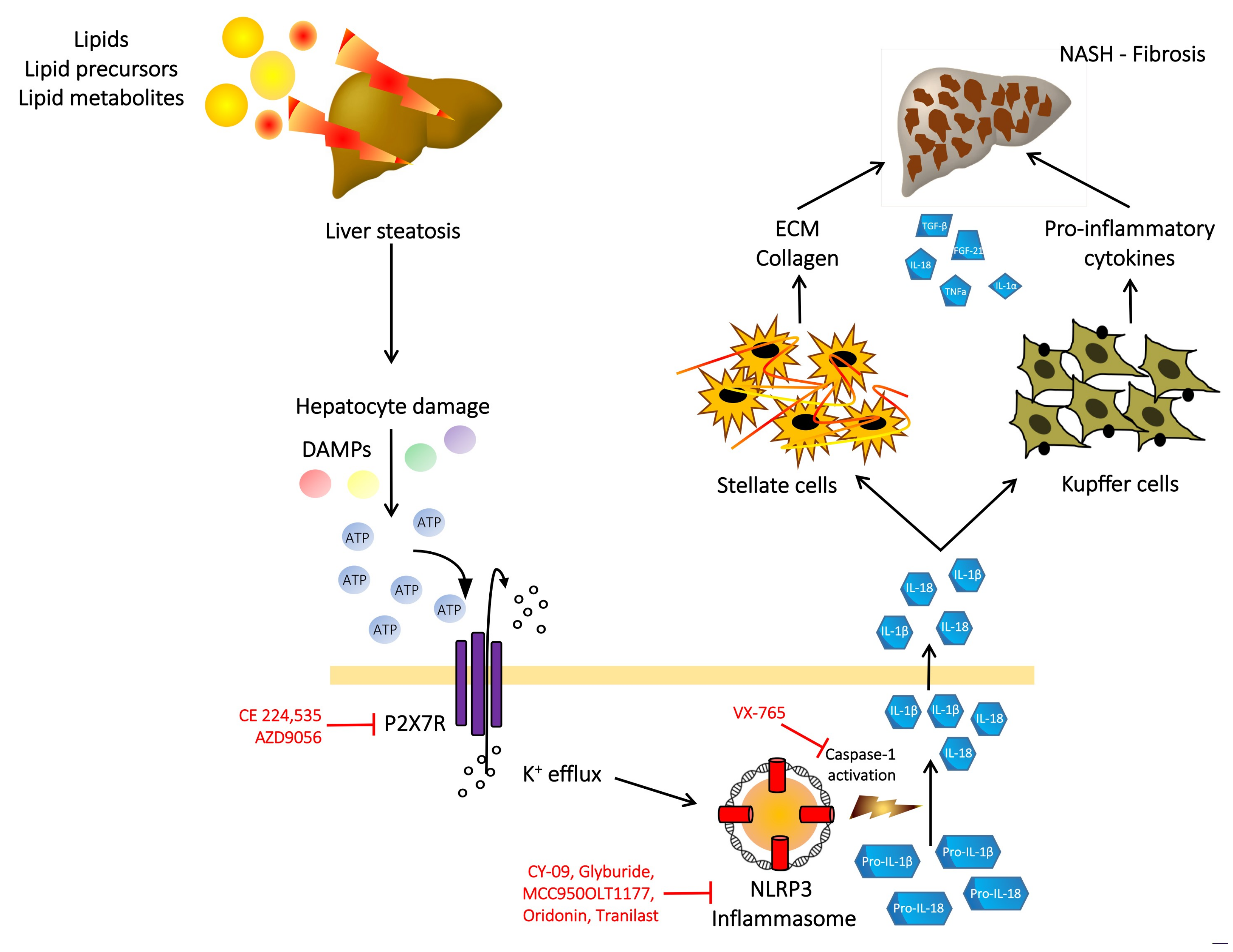 Cells 09 01047 g001