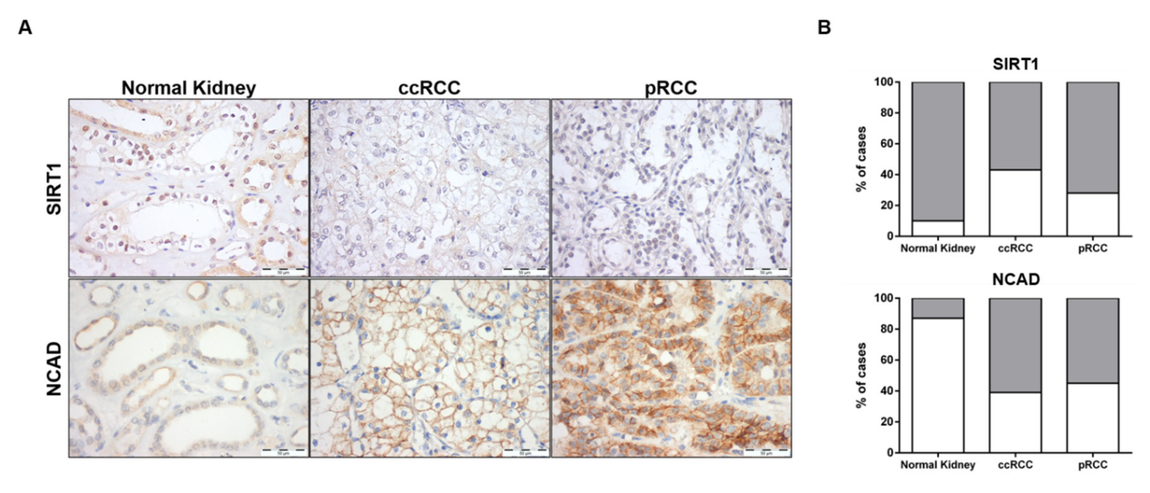 Cells 09 01053 g009 Cells 09 01053 g009