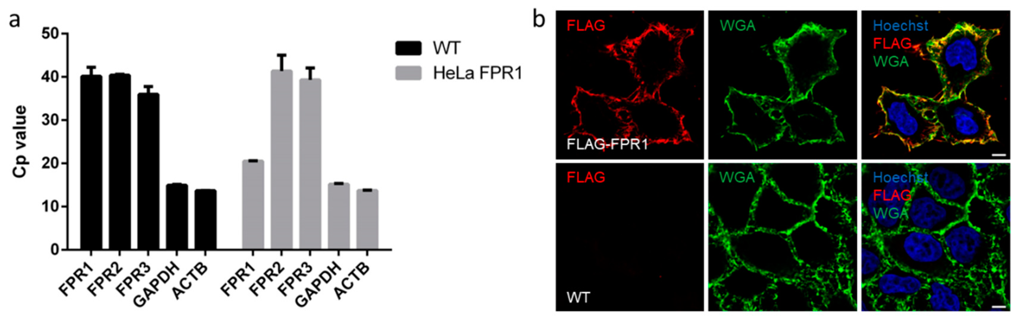 Cells 09 01054 g001