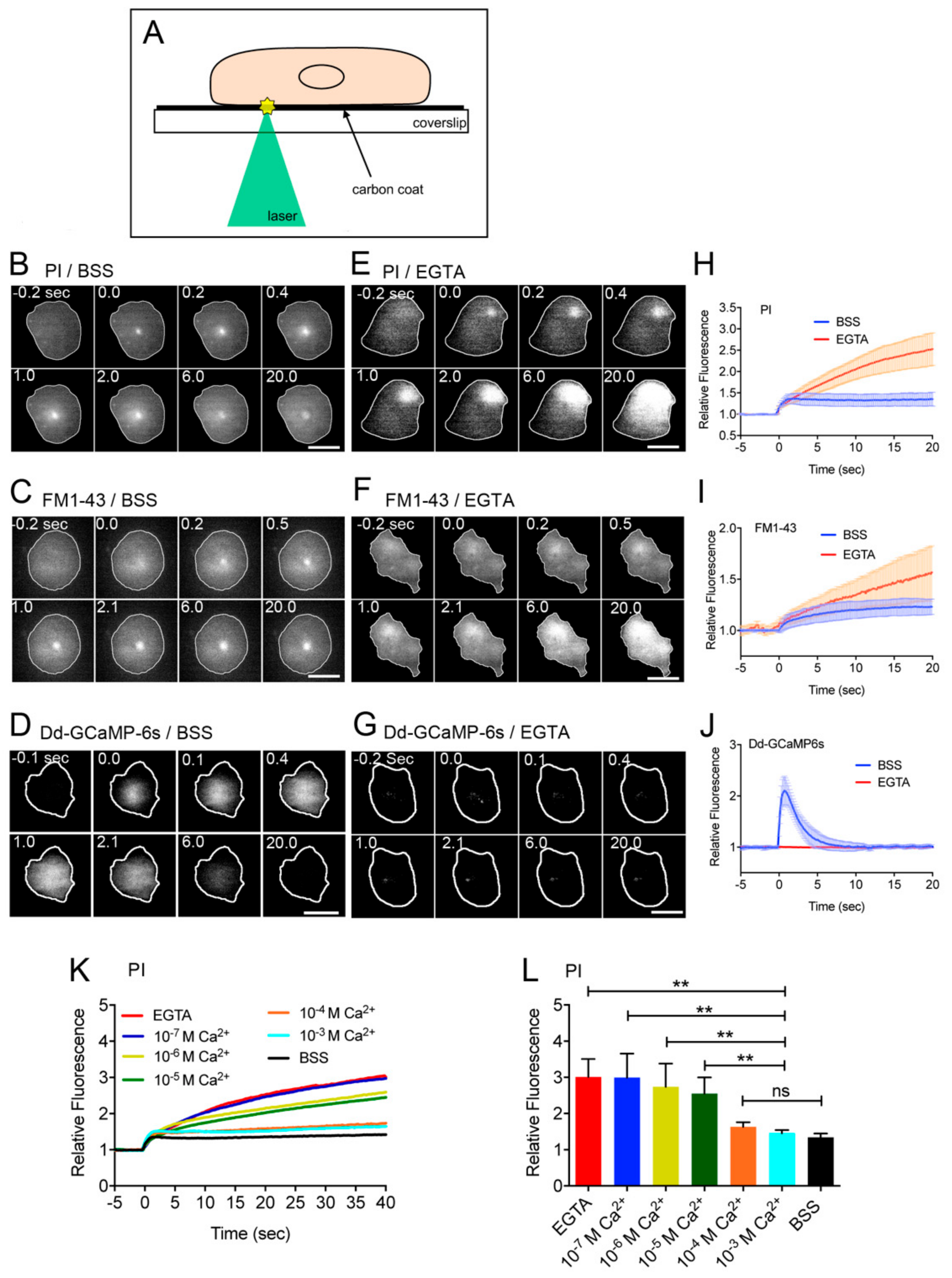 Cells 09 01058 g001