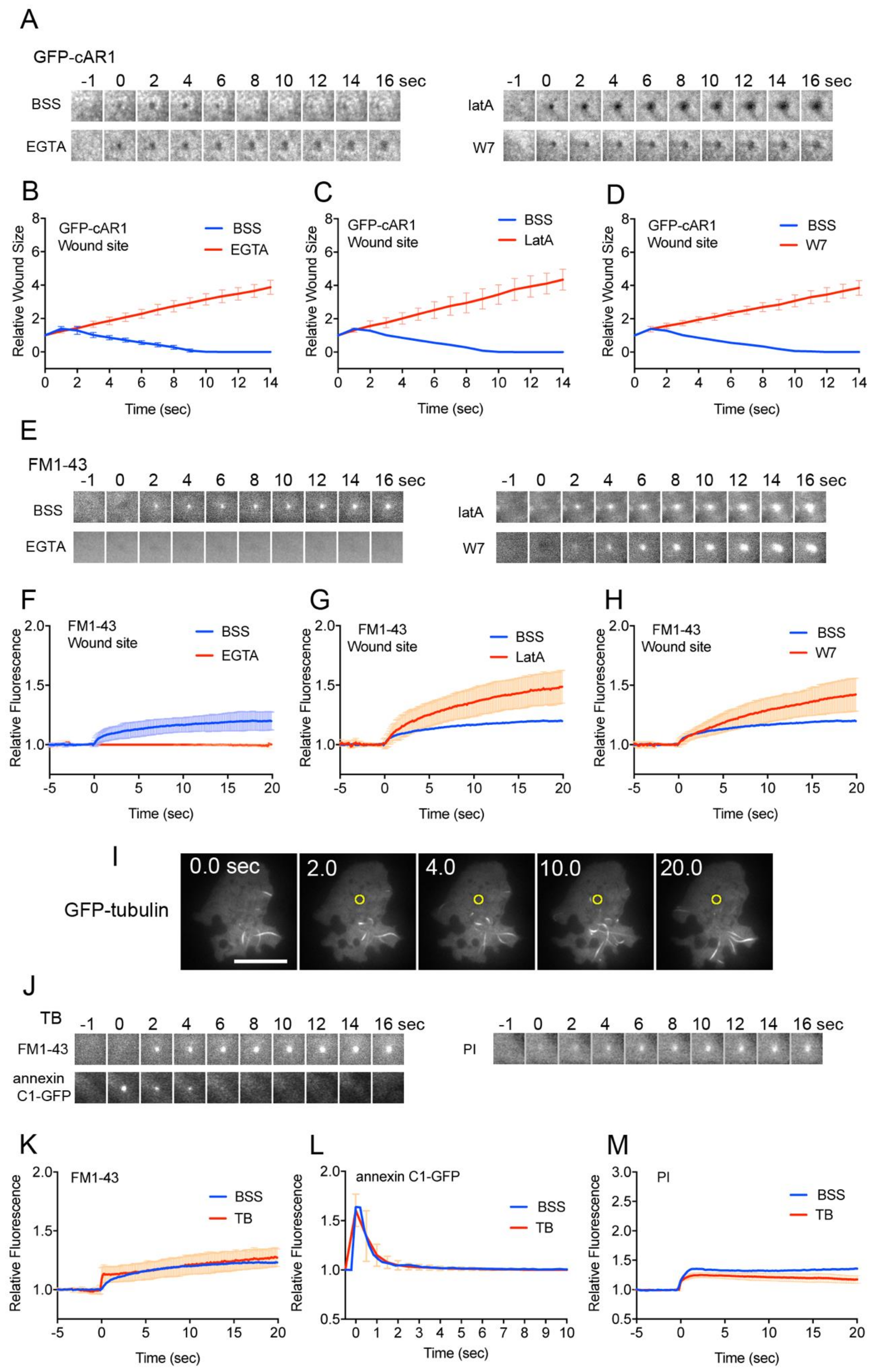 Cells 09 01058 g004