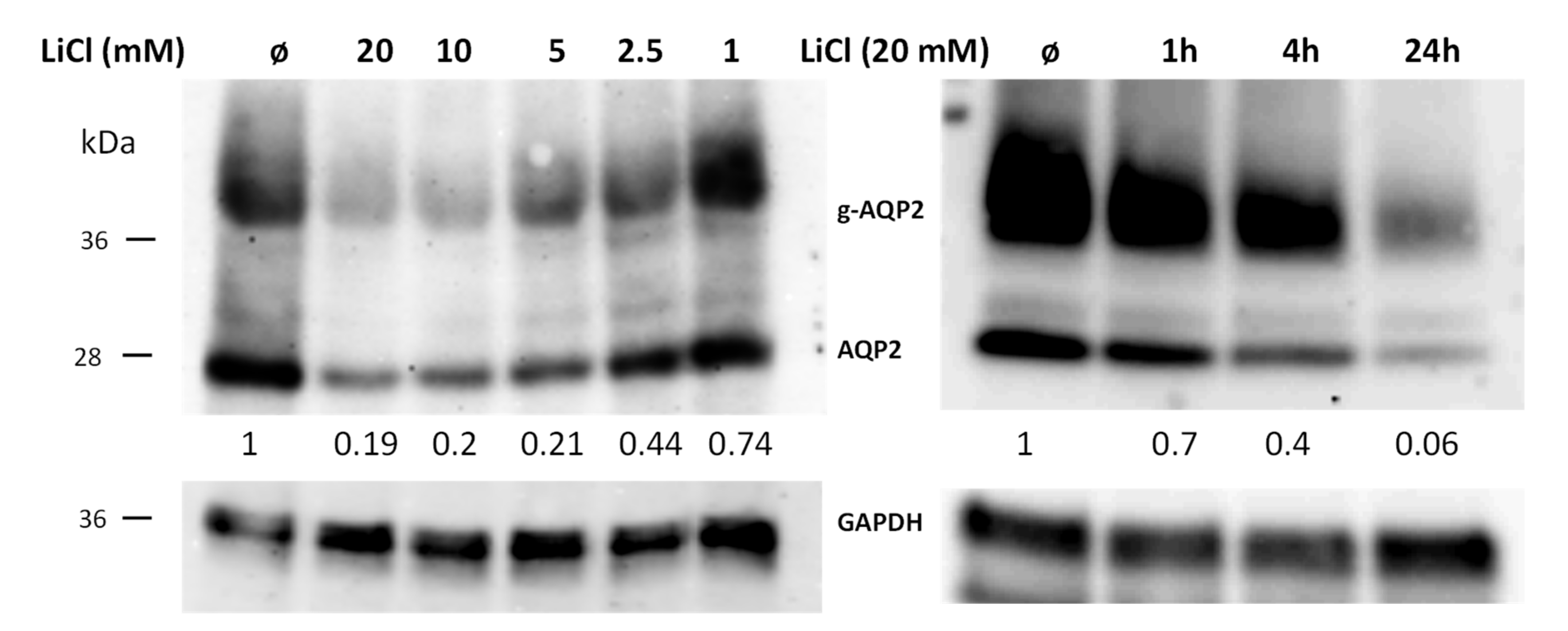 Cells 09 01060 g002 Cells 09 01060 g002