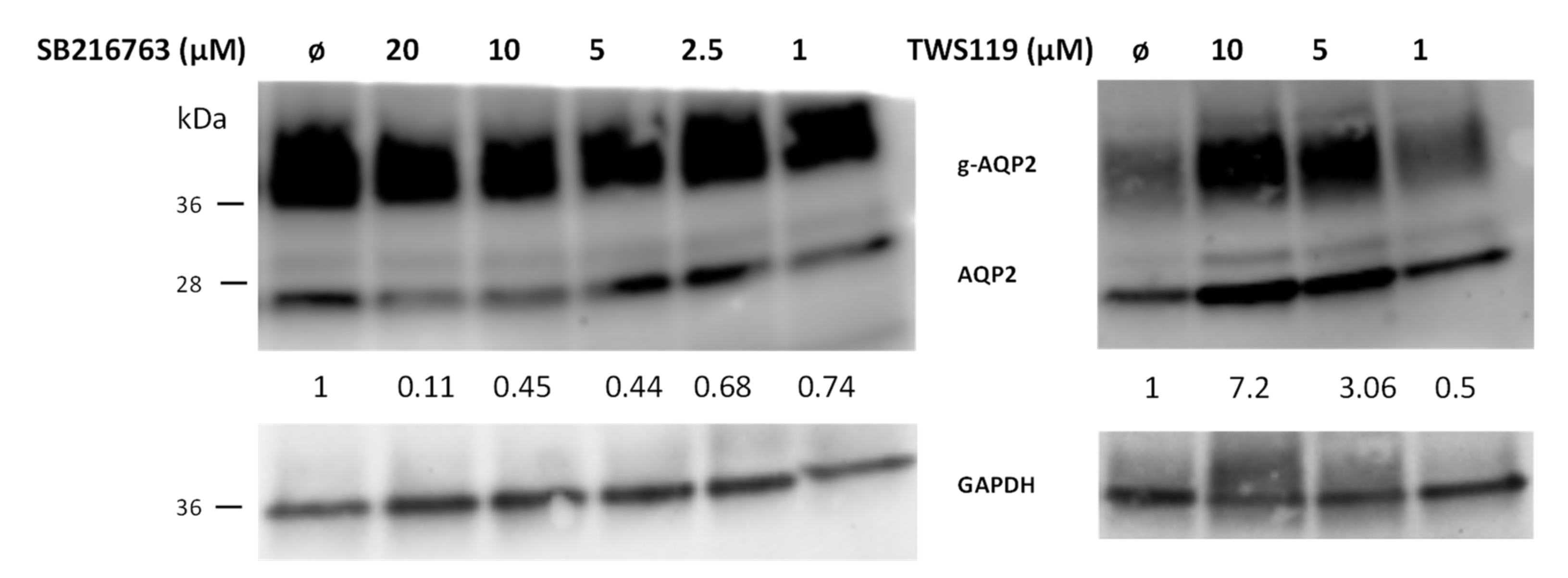 Cells 09 01060 g003 Cells 09 01060 g003