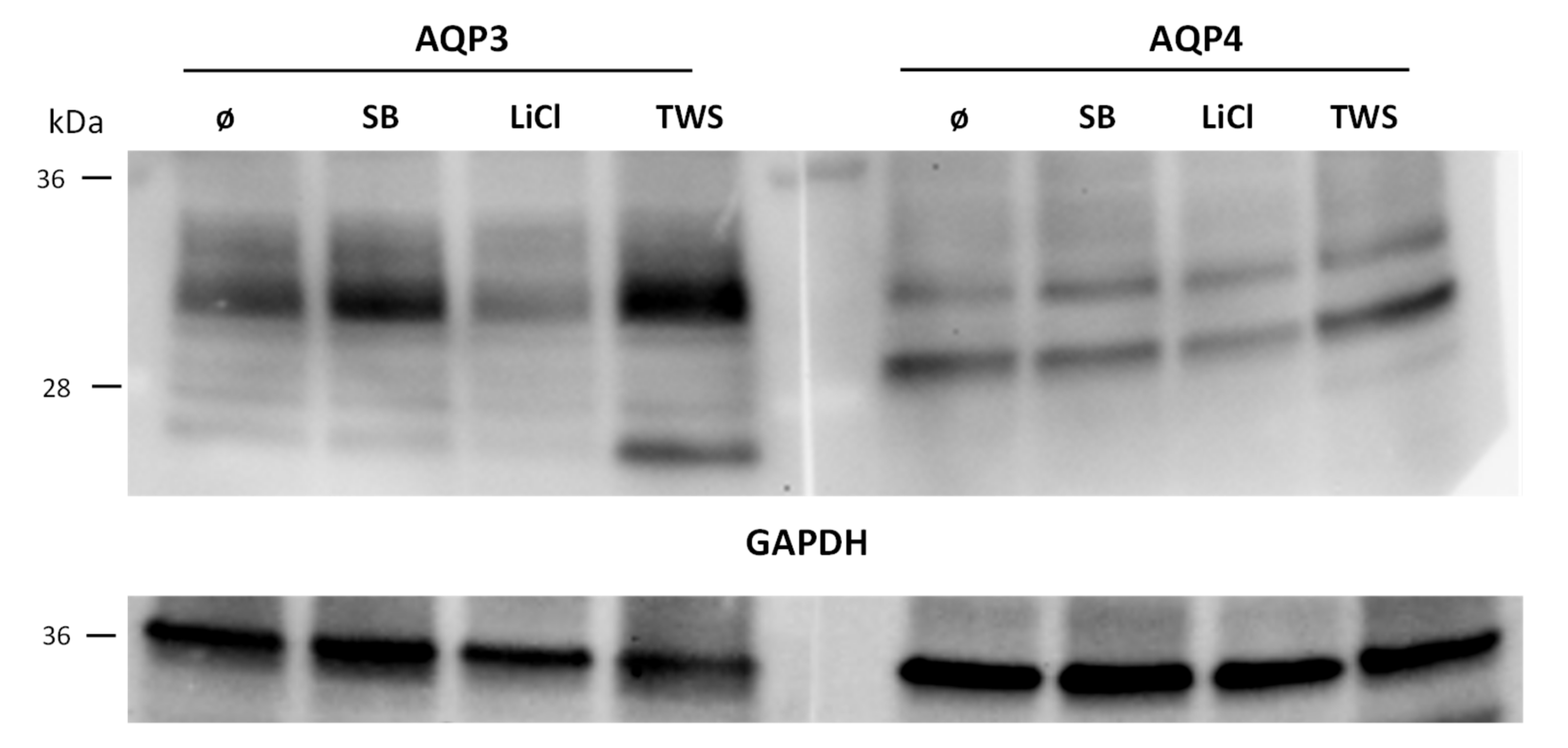 Cells 09 01060 g007 Cells 09 01060 g007