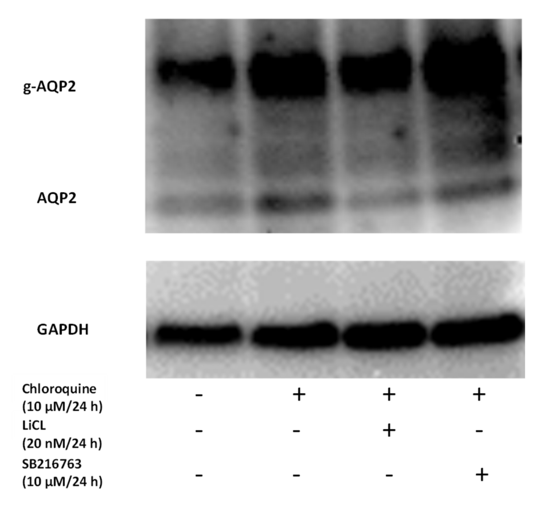 Cells 09 01060 g010 Cells 09 01060 g010