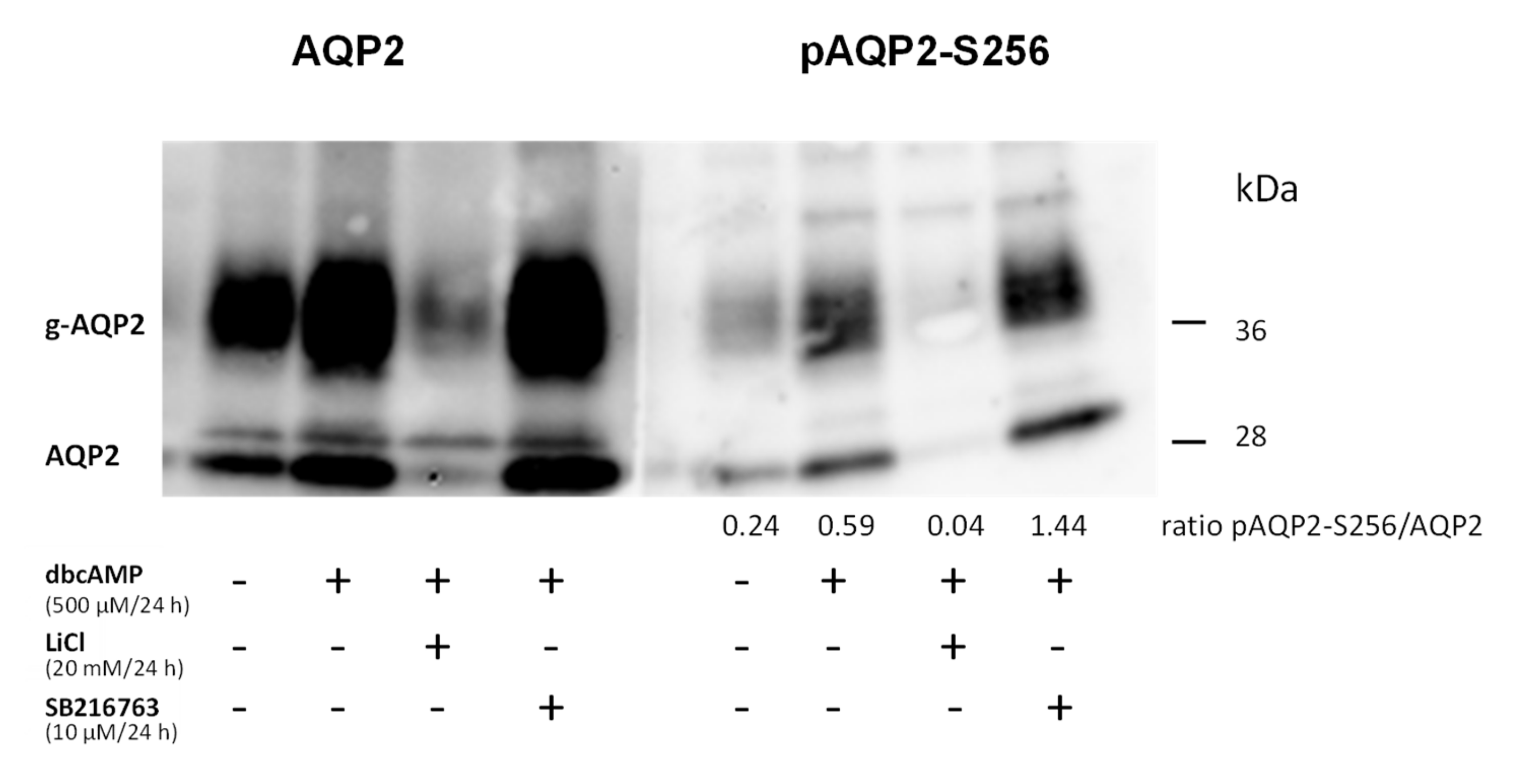 Cells 09 01060 g012 Cells 09 01060 g012