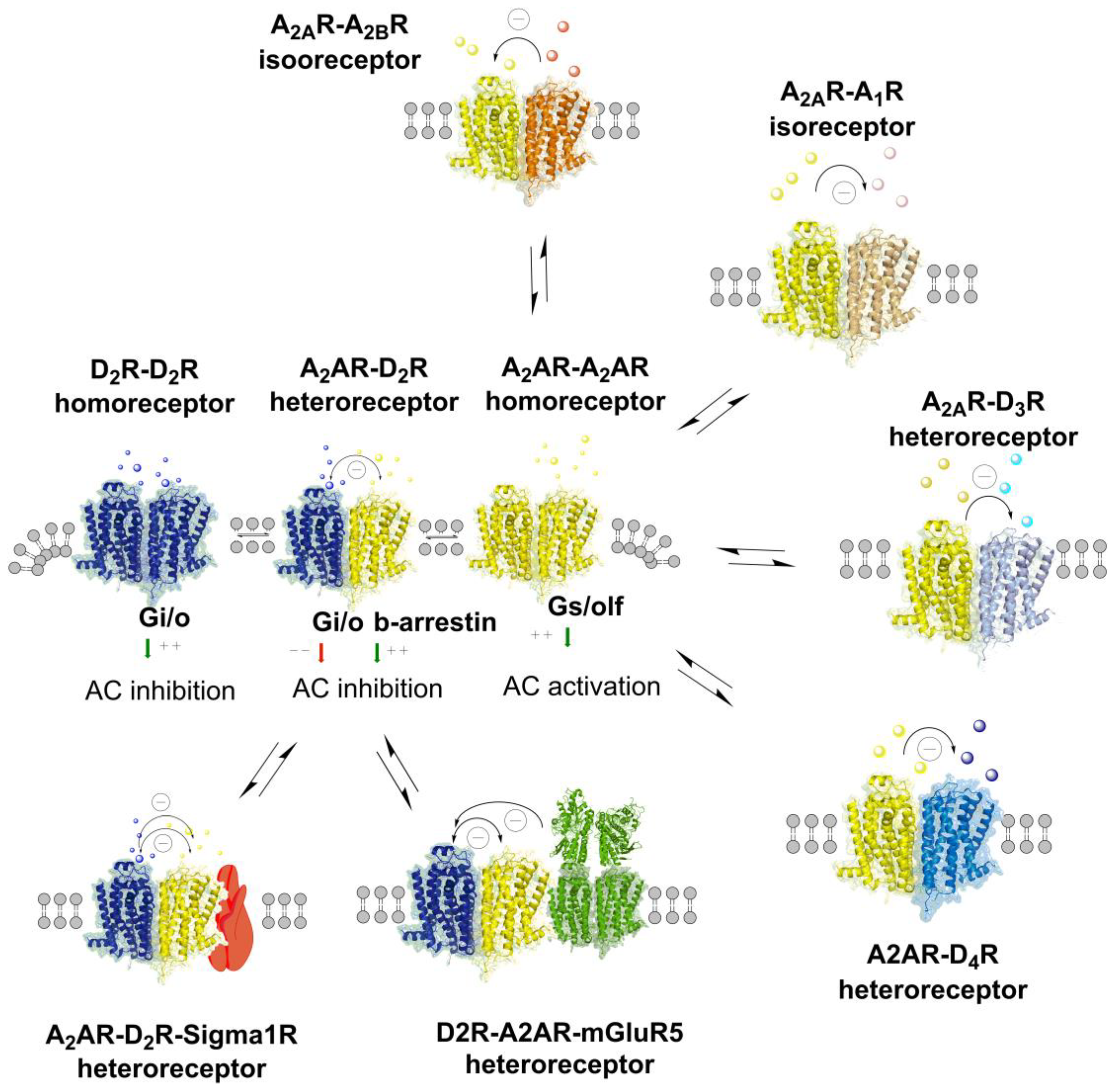 Cells 09 01077 g001 Cells 09 01077 g001
