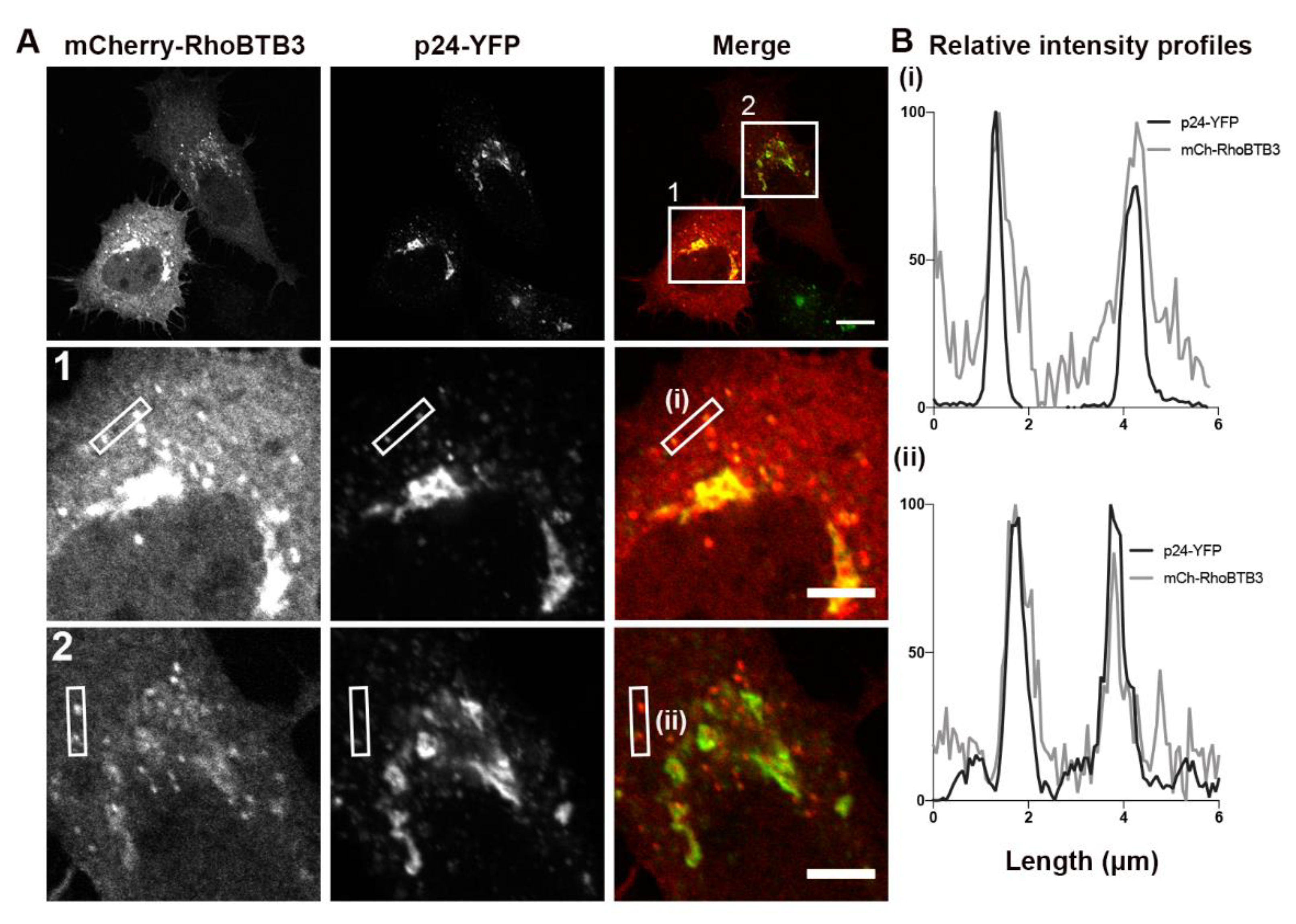 Cells 09 01089 g003 Cells 09 01089 g003