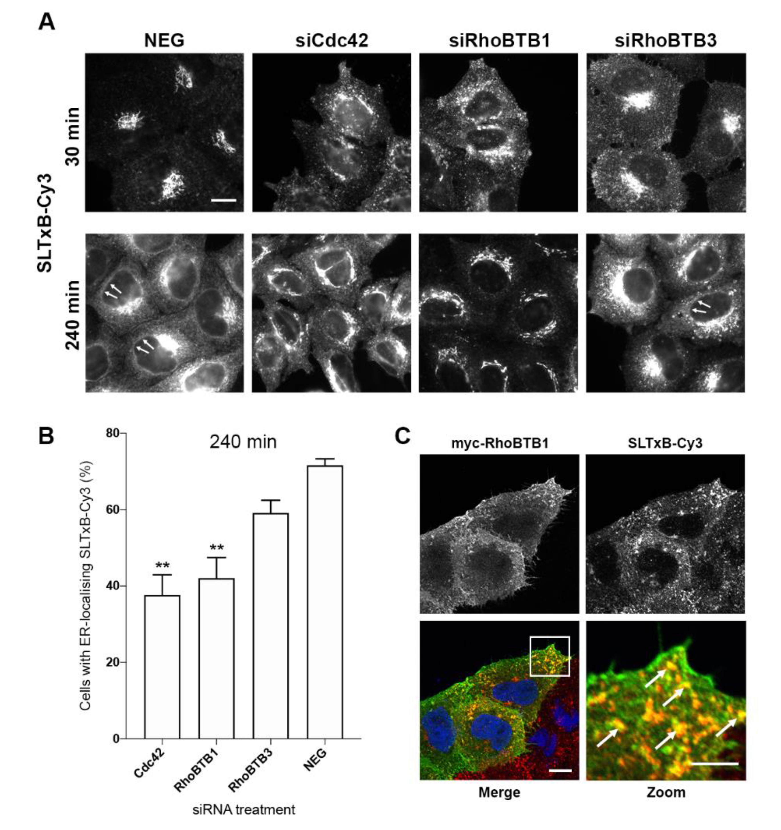 Cells 09 01089 g004 Cells 09 01089 g004