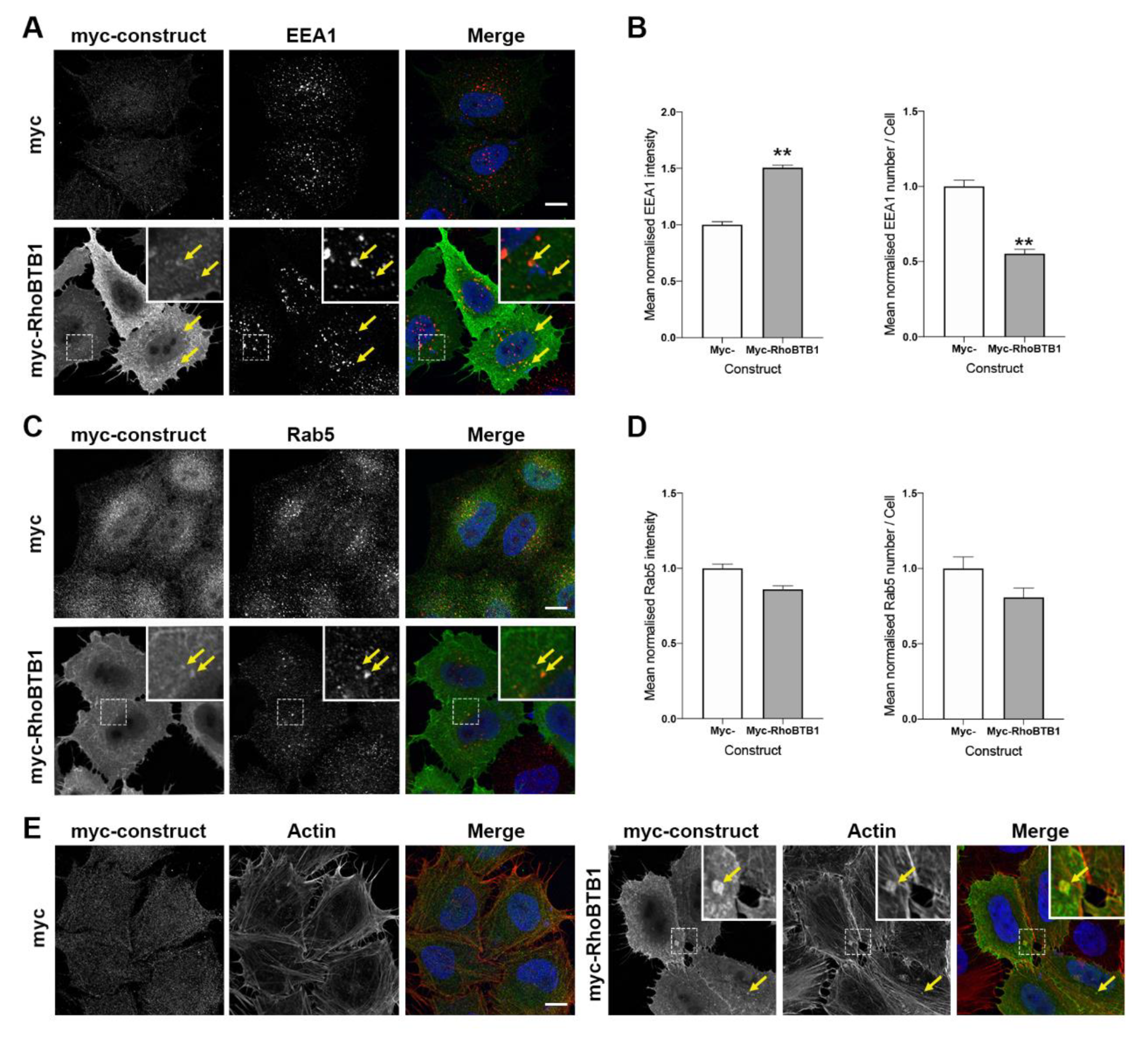 Cells 09 01089 g006 Cells 09 01089 g006