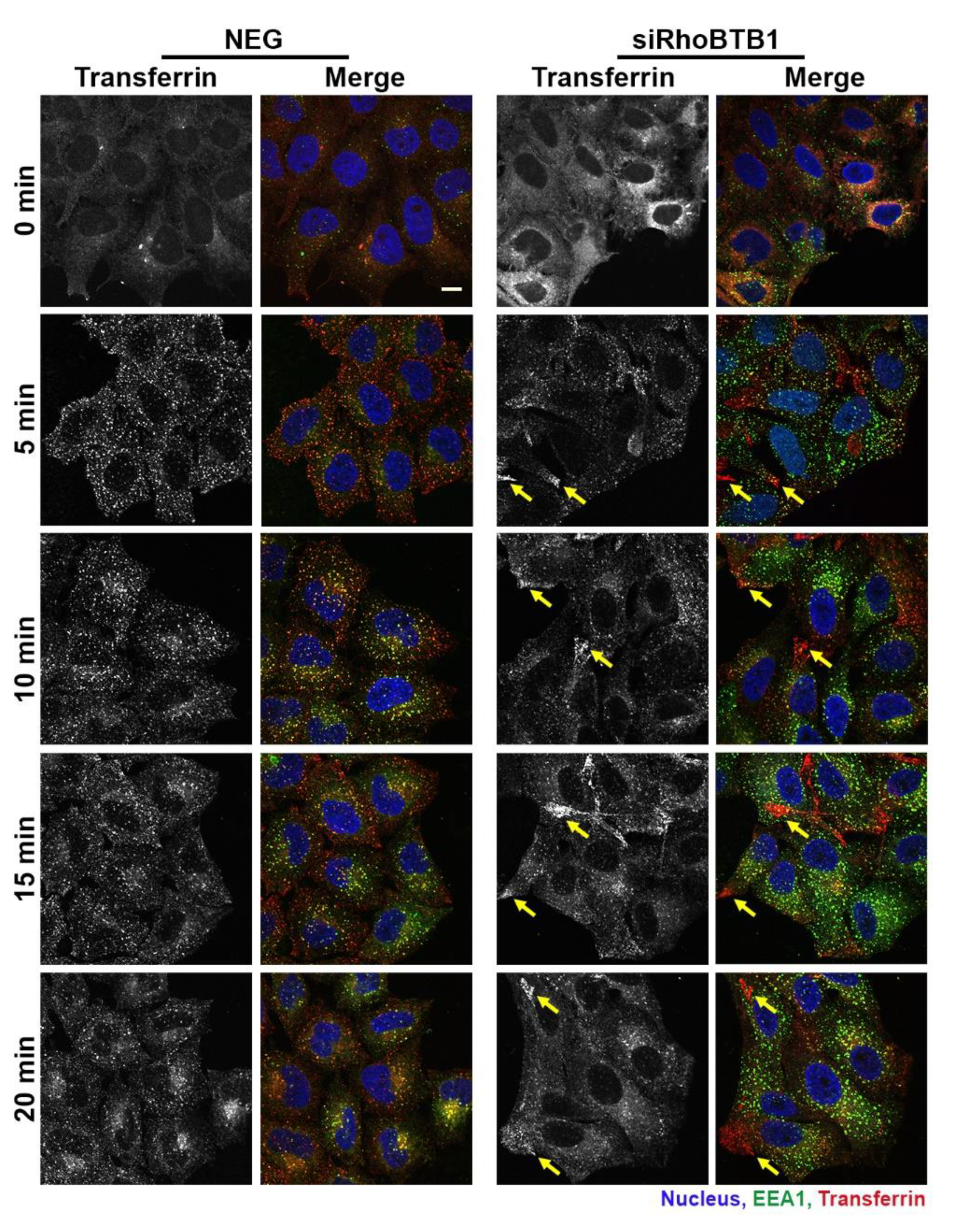 Cells 09 01089 g007 Cells 09 01089 g007
