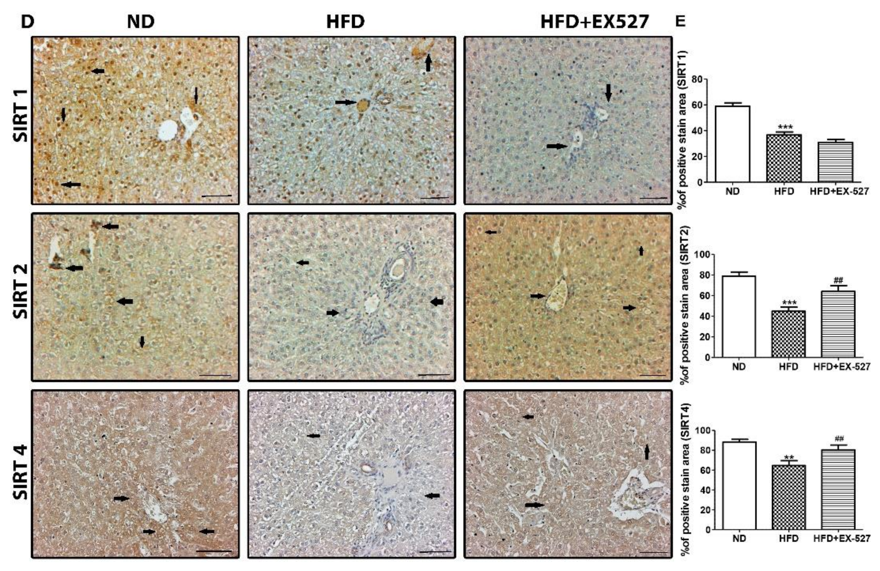 Cells 09 01101 g004b Cells 09 01101 g004b