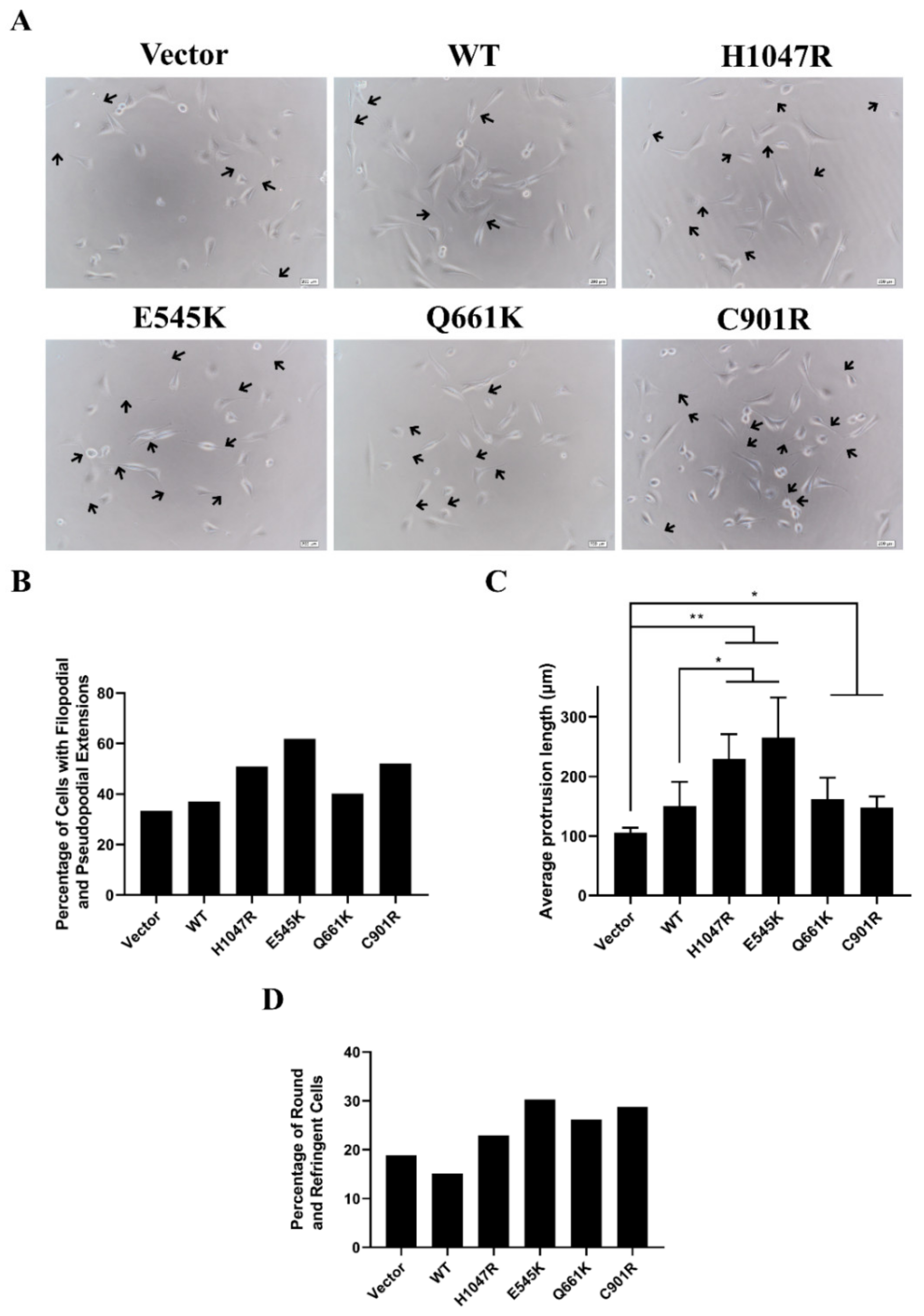 Cells 09 01116 g002 Cells 09 01116 g002