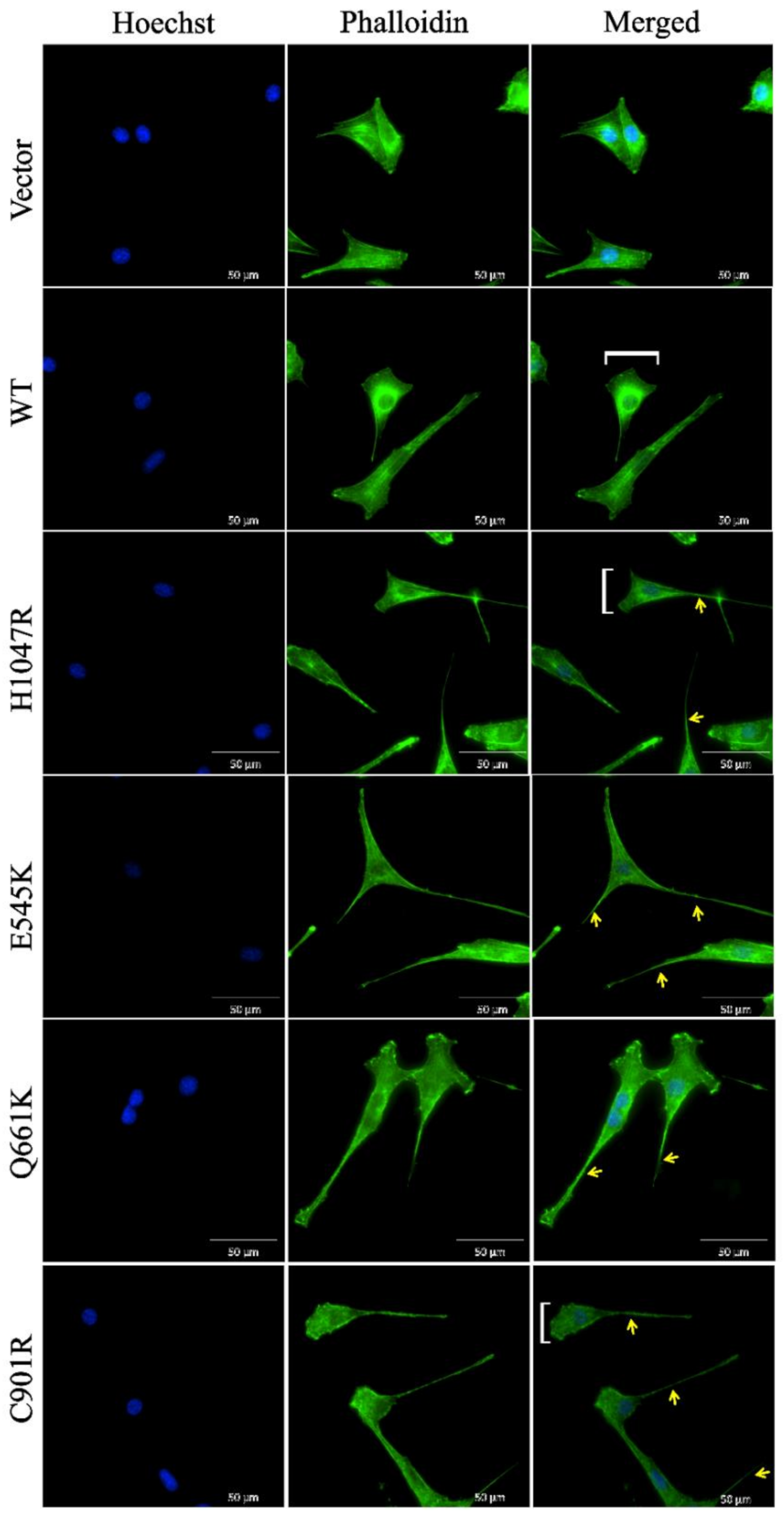 Cells 09 01116 g003 Cells 09 01116 g003