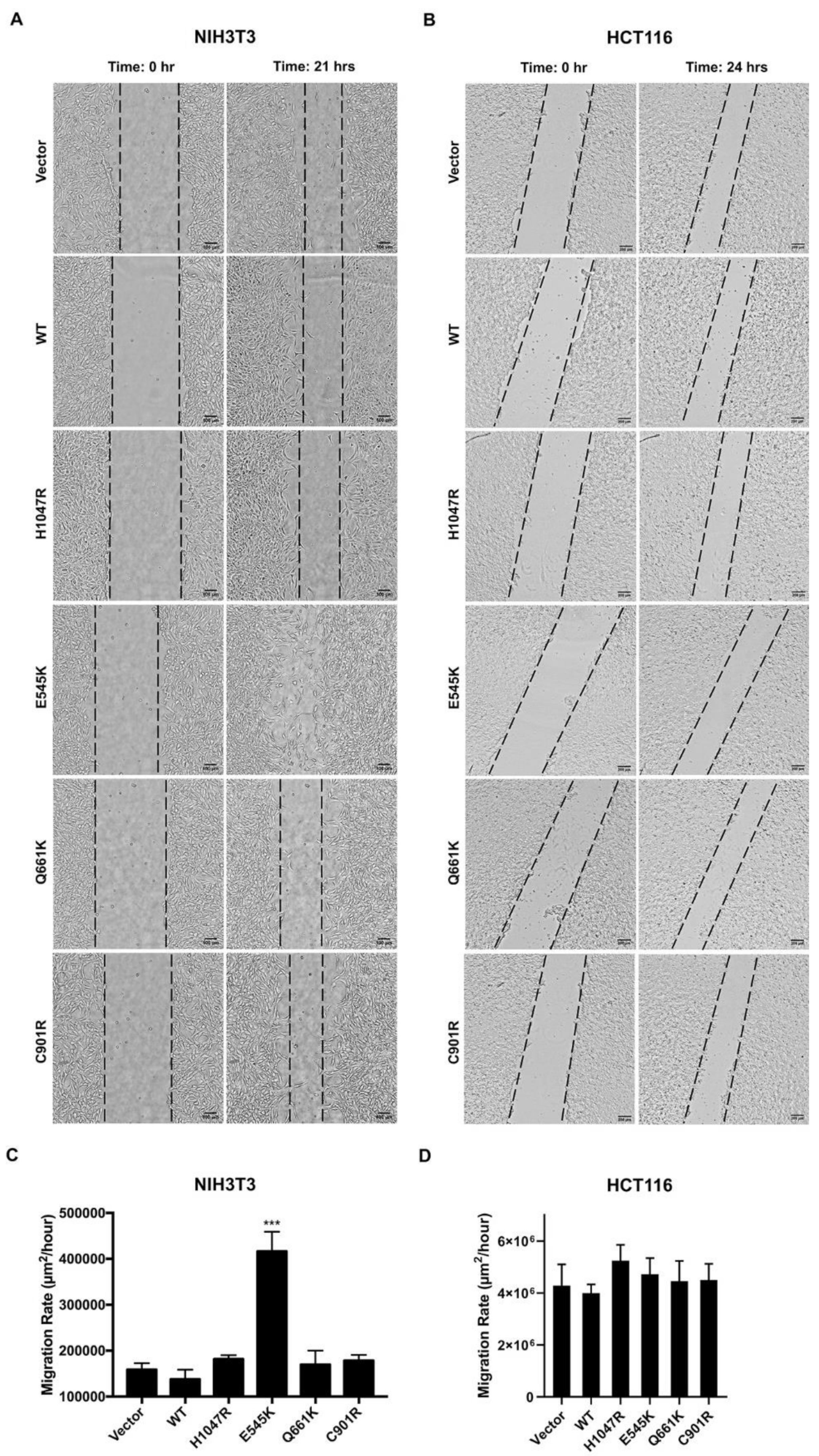 Cells 09 01116 g004 Cells 09 01116 g004