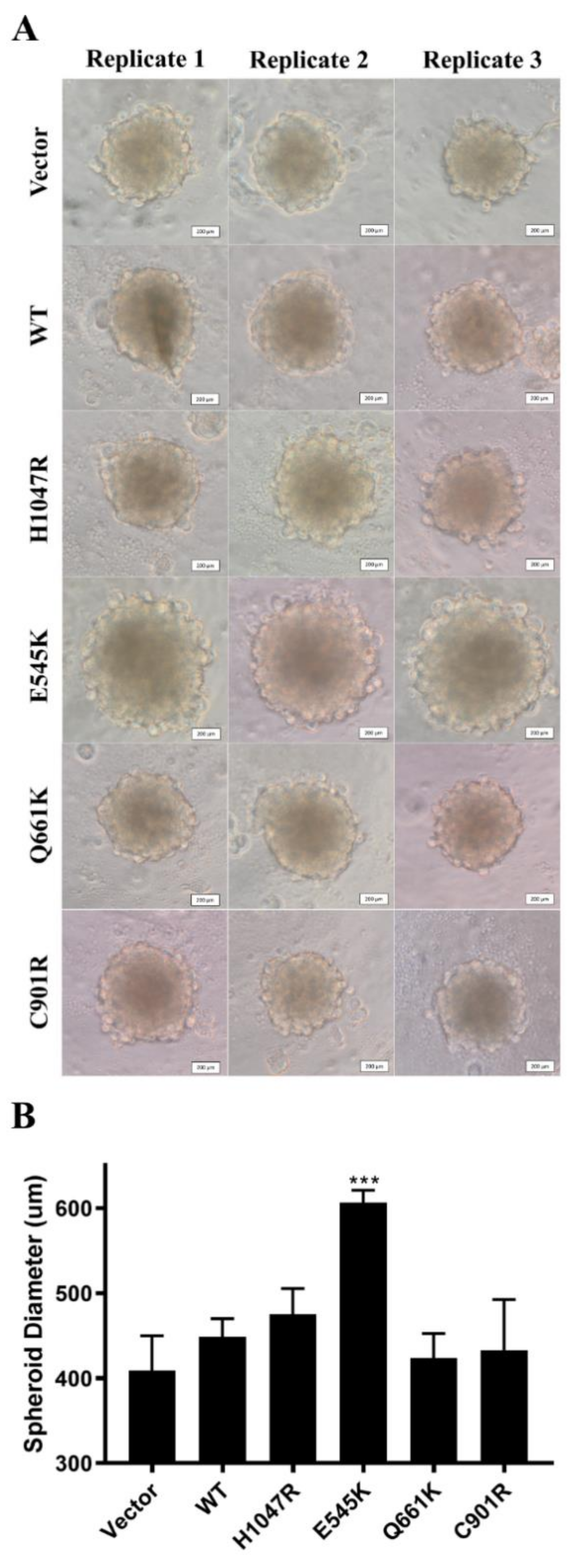 Cells 09 01116 g005 Cells 09 01116 g005