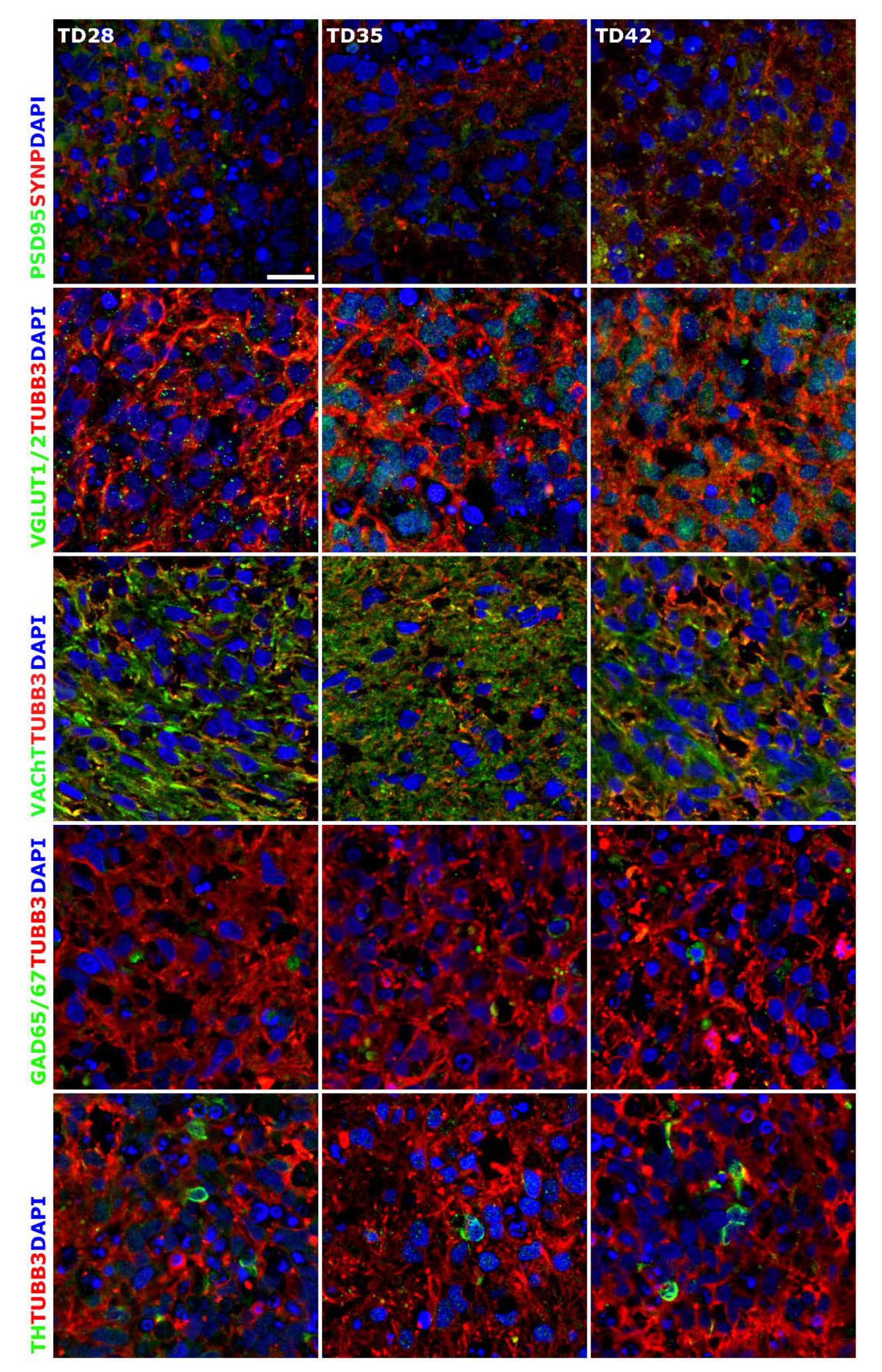 Cells 09 01122 g004 Cells 09 01122 g004