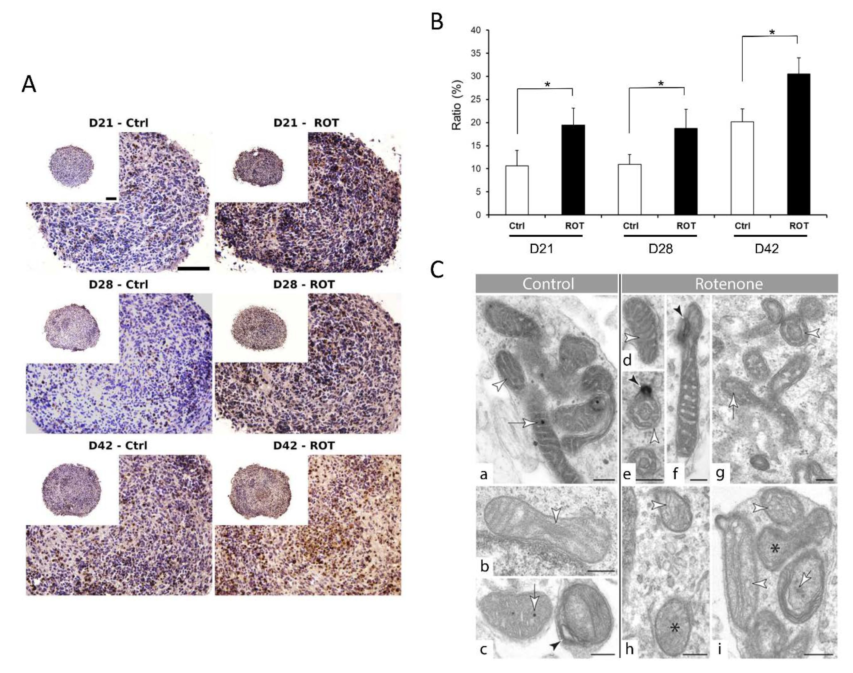 Cells 09 01122 g009 Cells 09 01122 g009