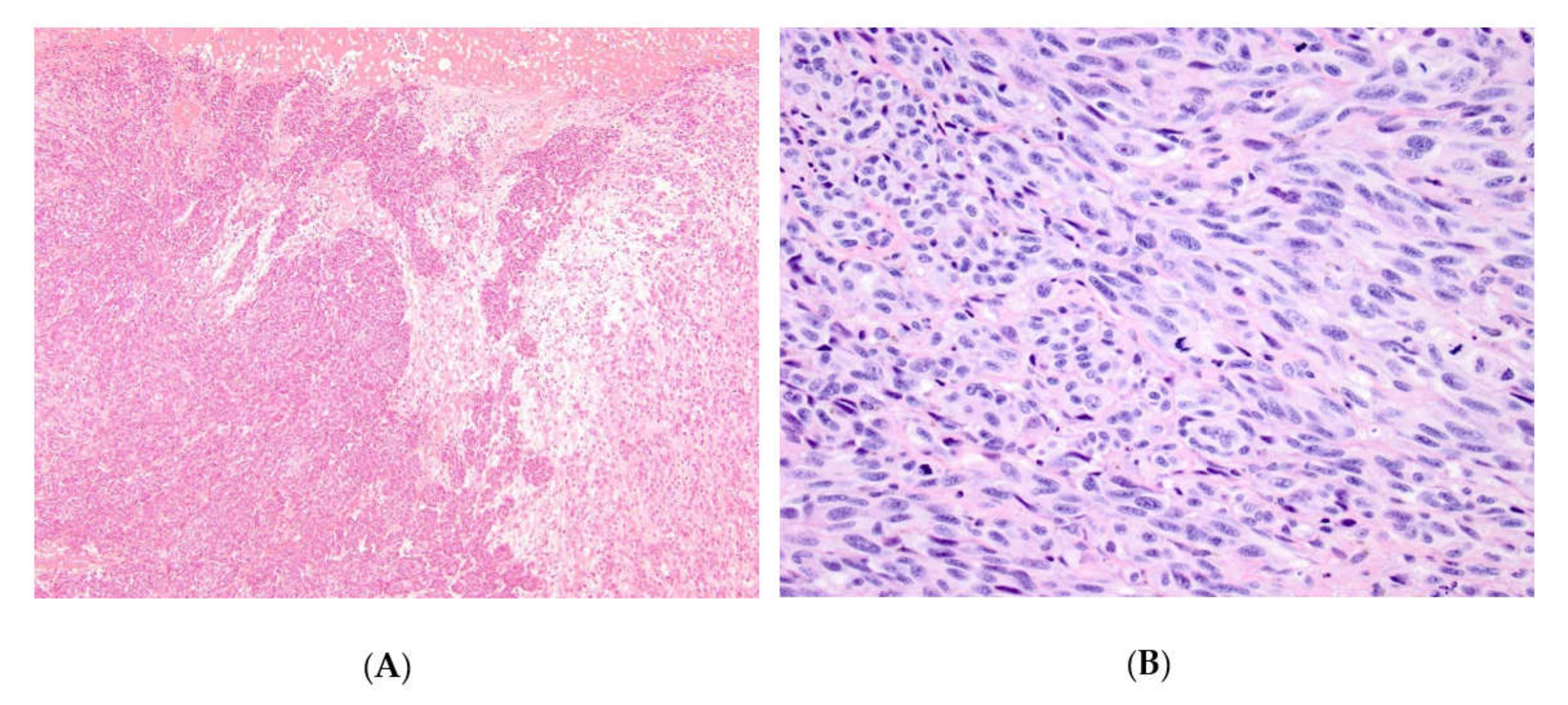 Cells 09 01135 g001 Cells 09 01135 g001