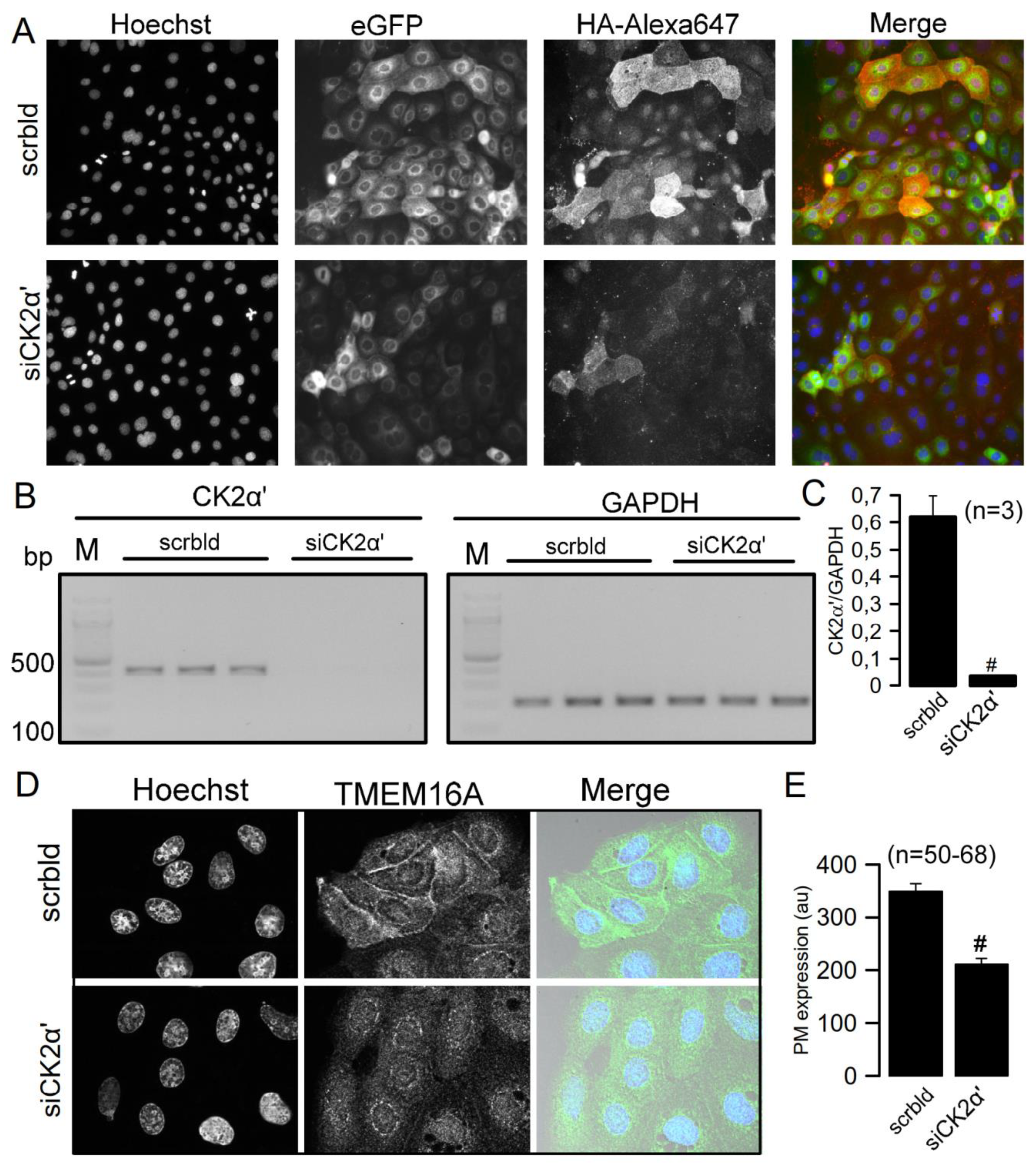 Cells 09 01138 g001 Cells 09 01138 g001