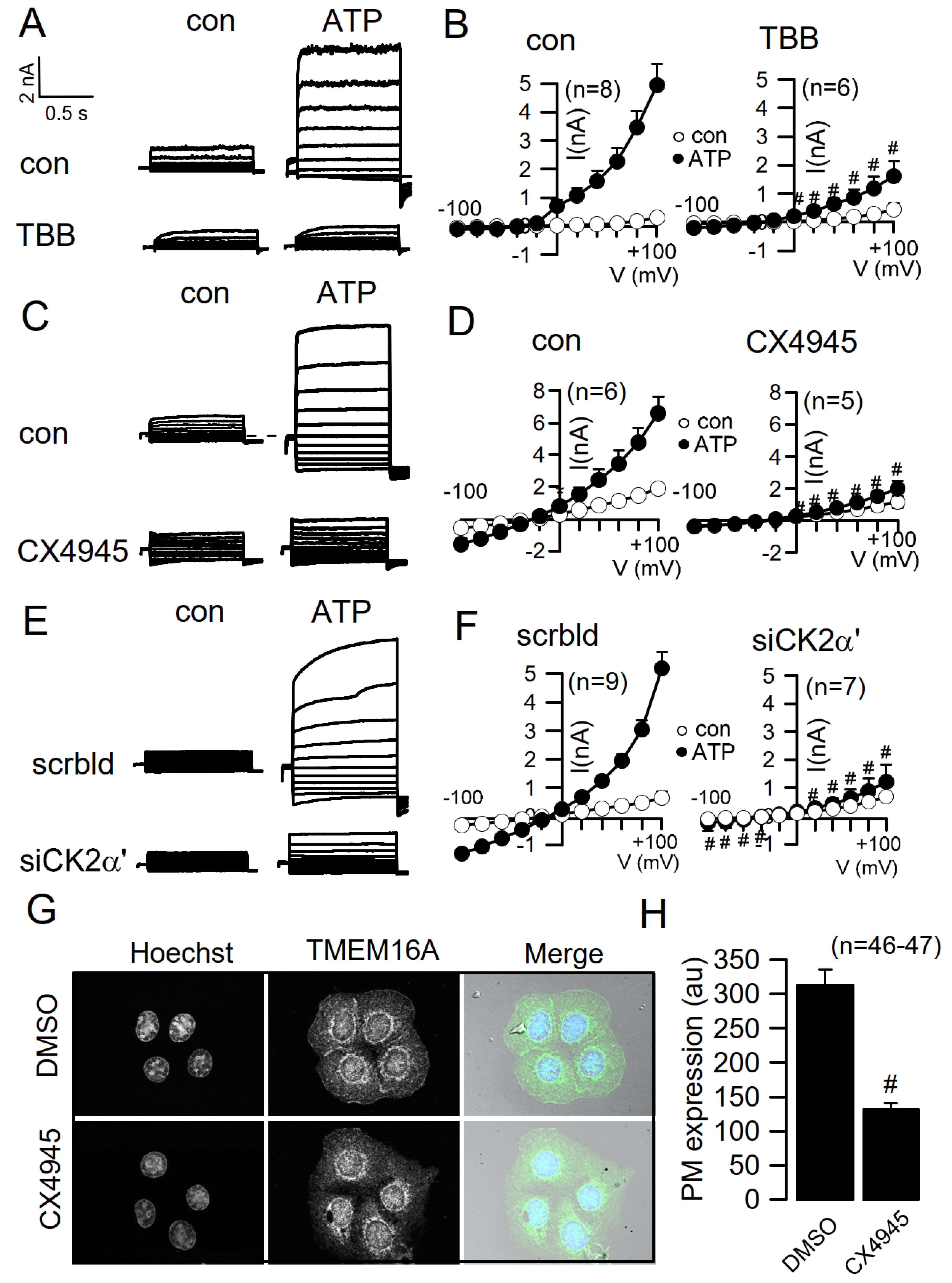 Cells 09 01138 g002 Cells 09 01138 g002