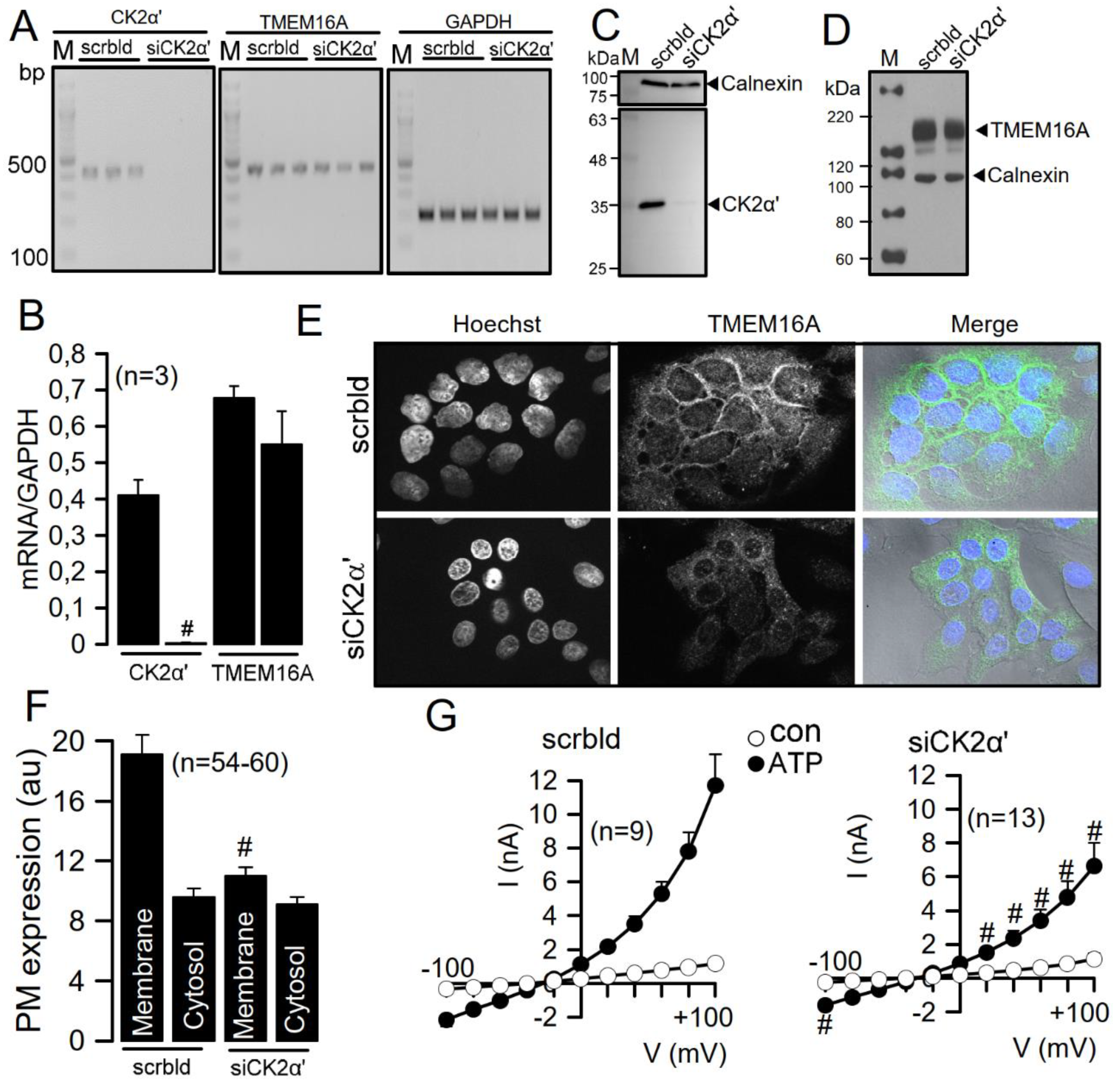 Cells 09 01138 g003 Cells 09 01138 g003