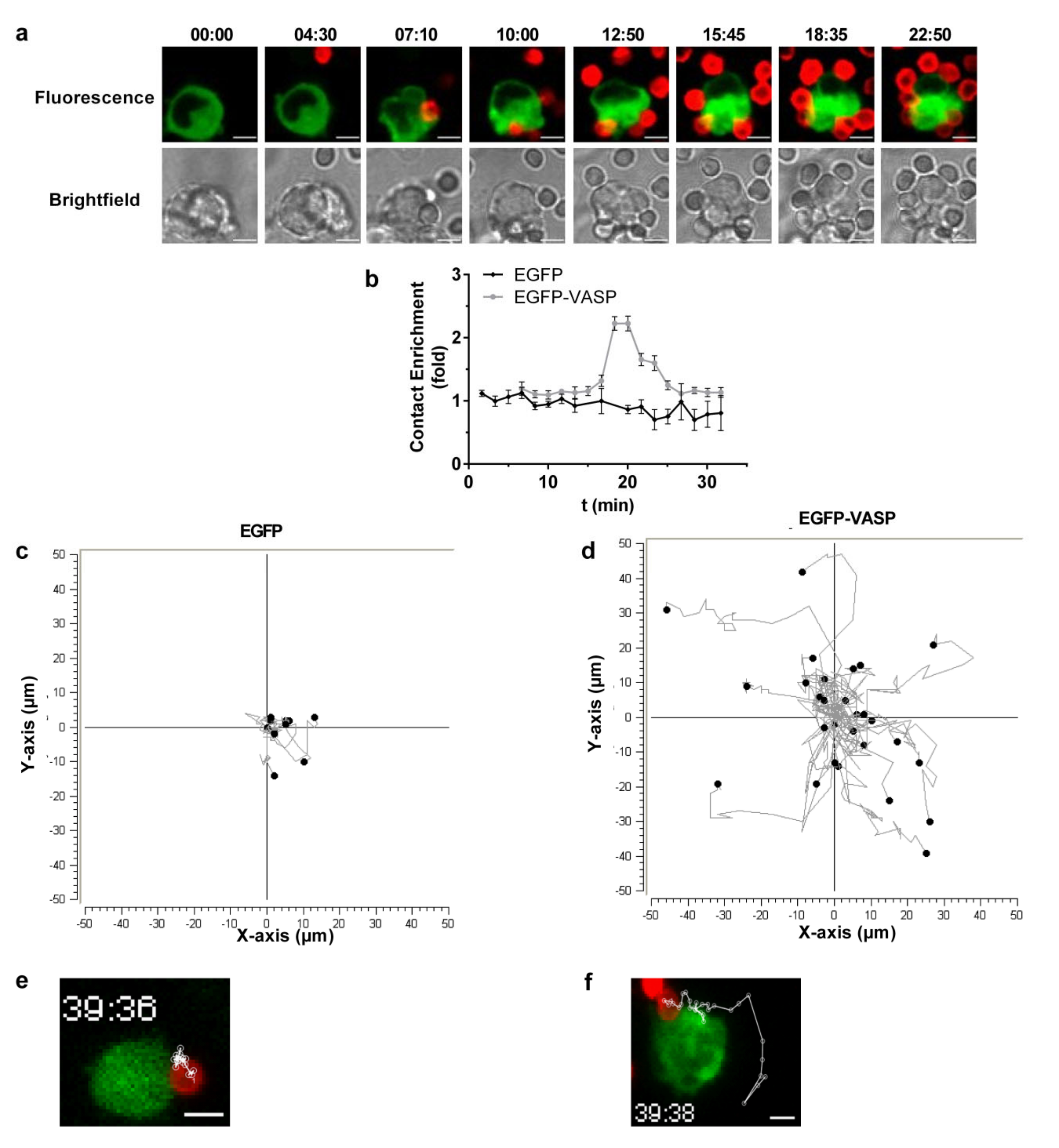 Cells 09 01166 g004 Cells 09 01166 g004