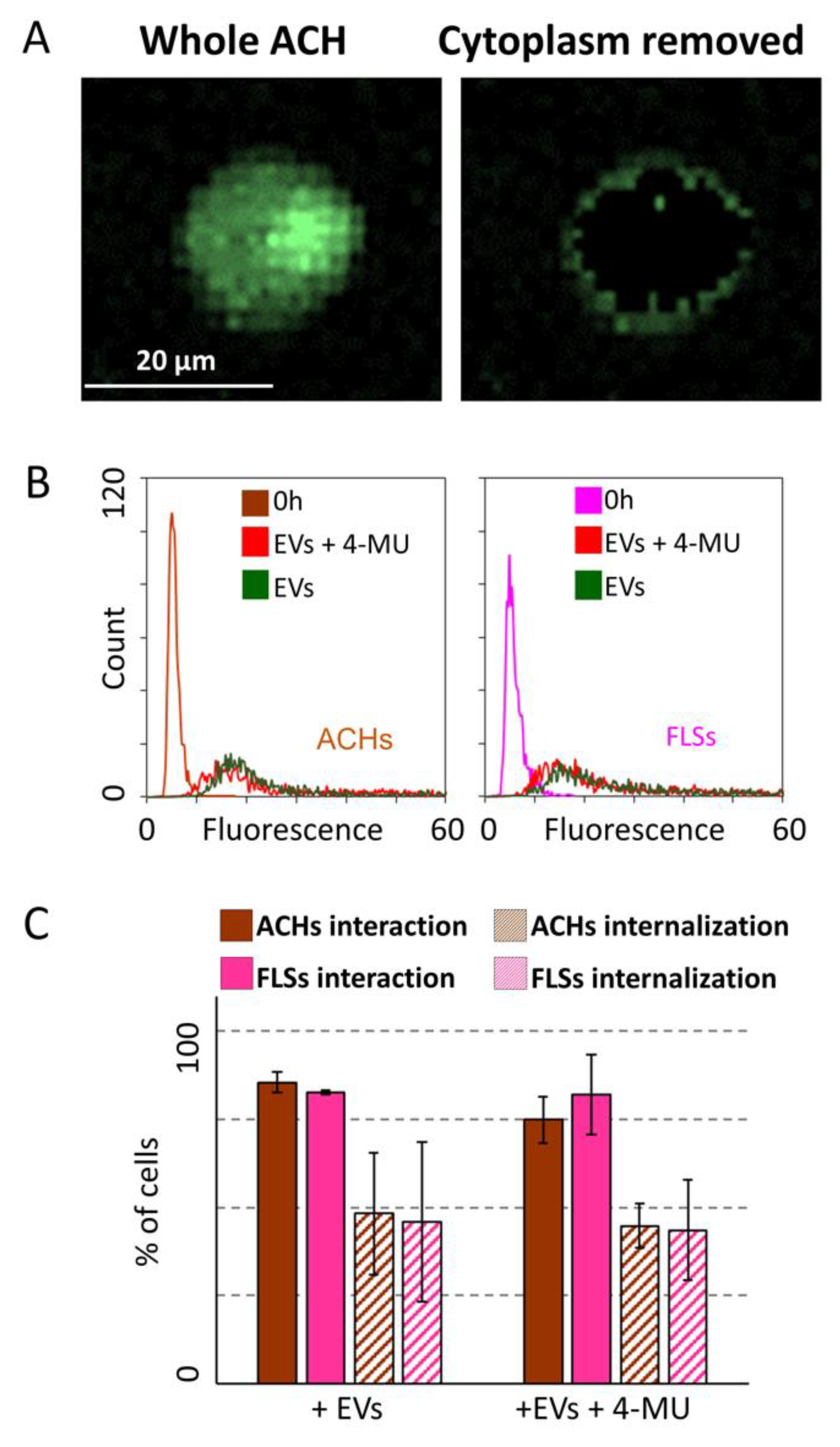 Cells 09 01180 g007 Cells 09 01180 g007