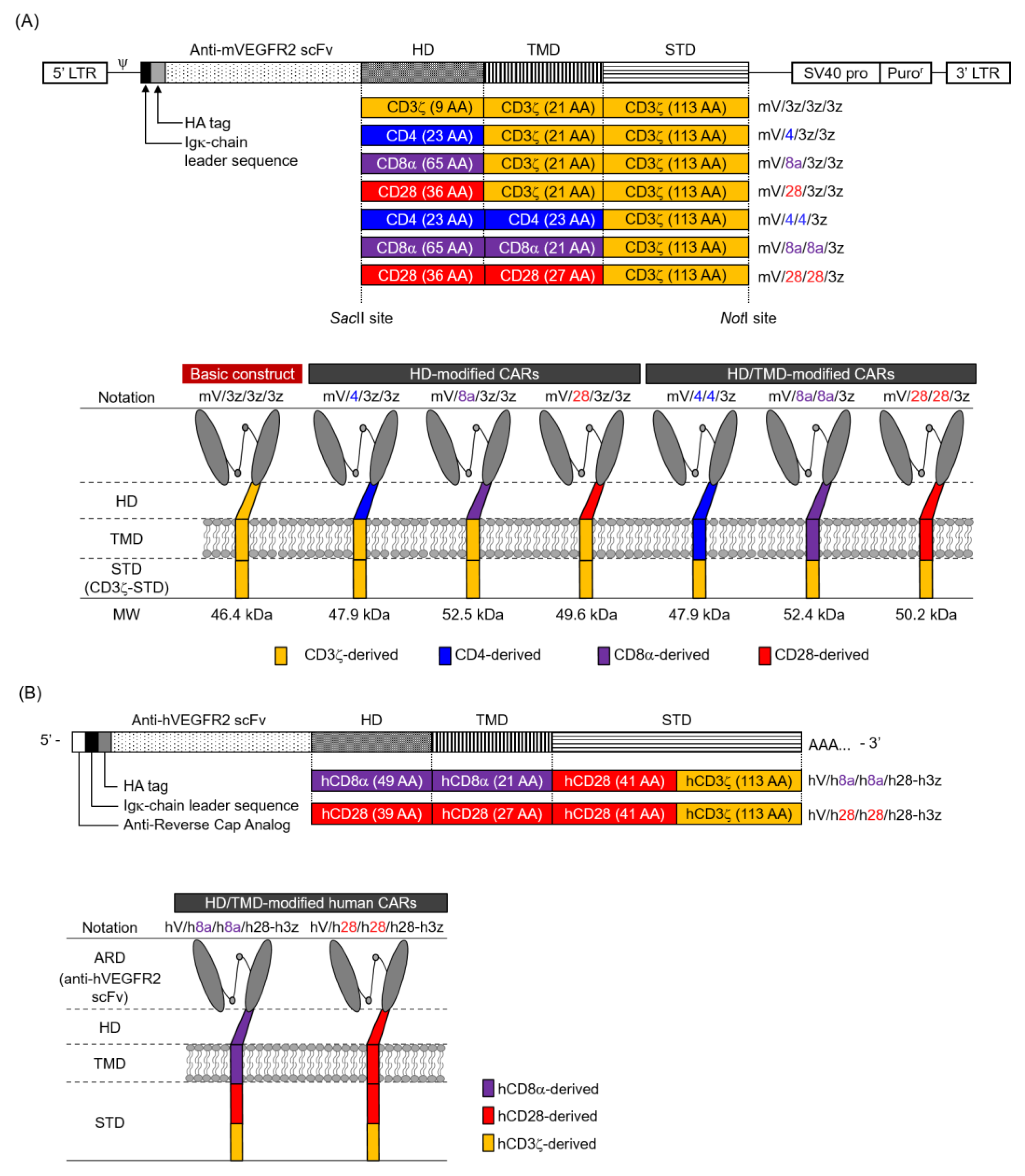 Cells 09 01182 g001a