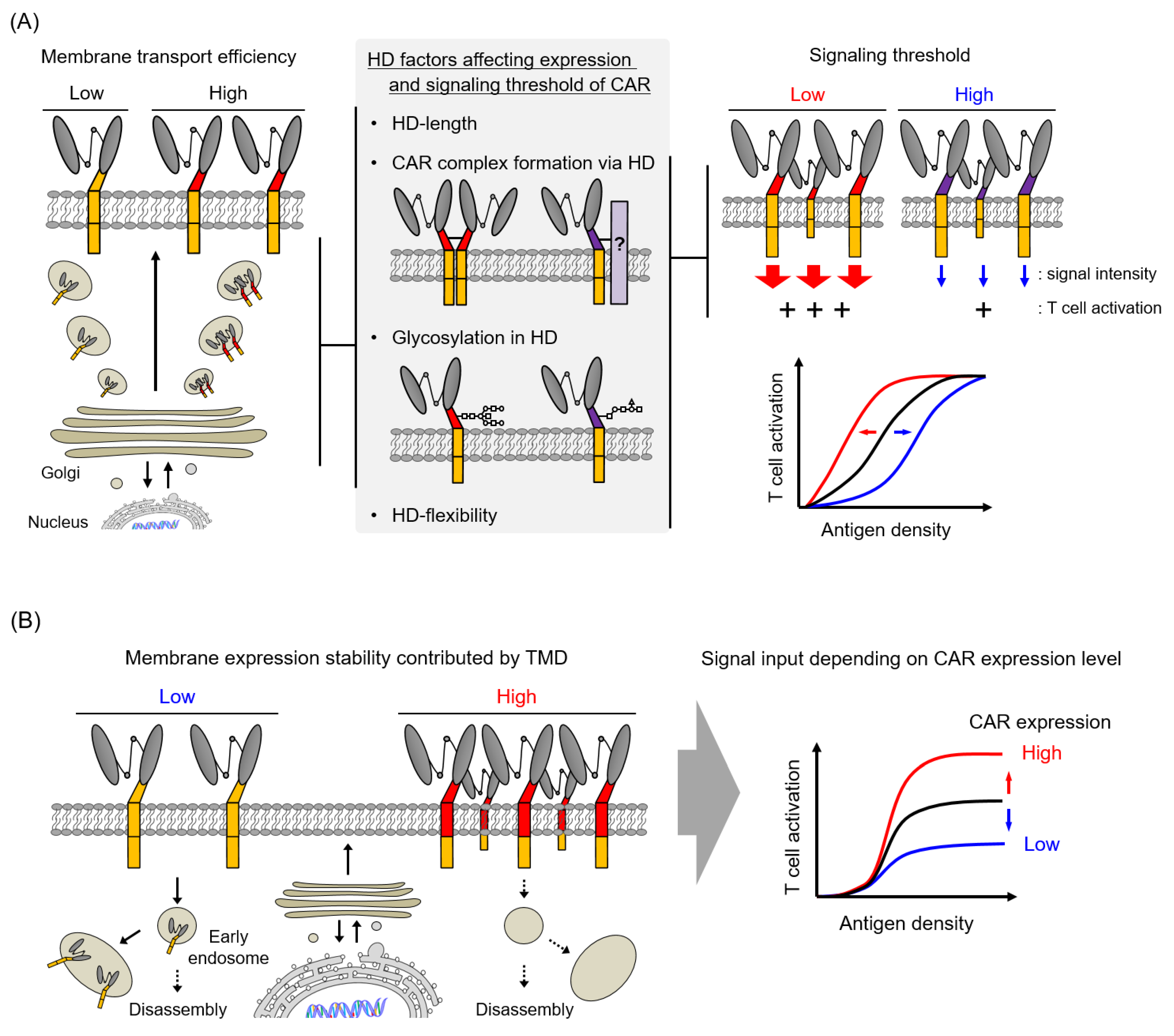 Cells 09 01182 g005a