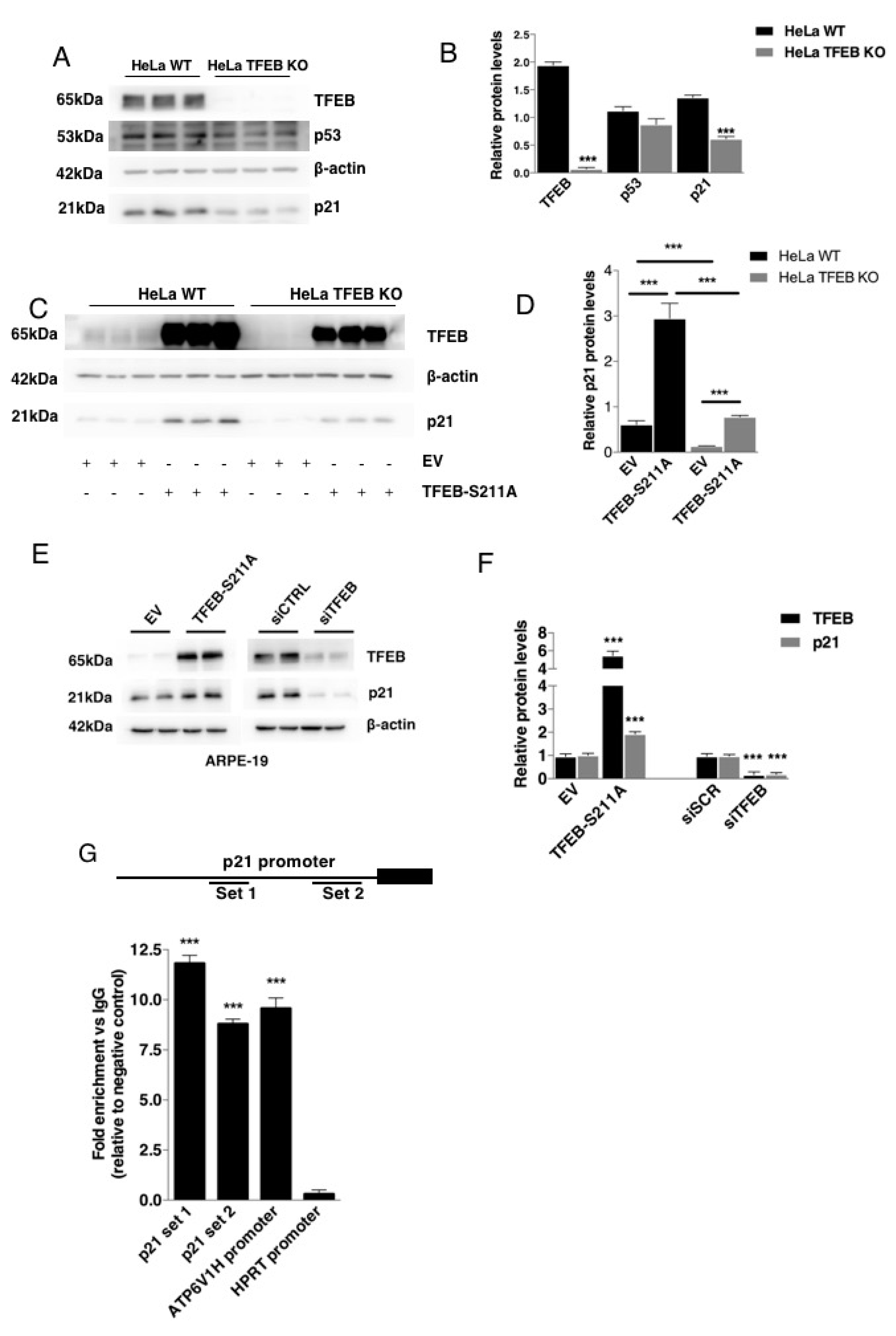 Cells 09 01186 g001 Cells 09 01186 g001