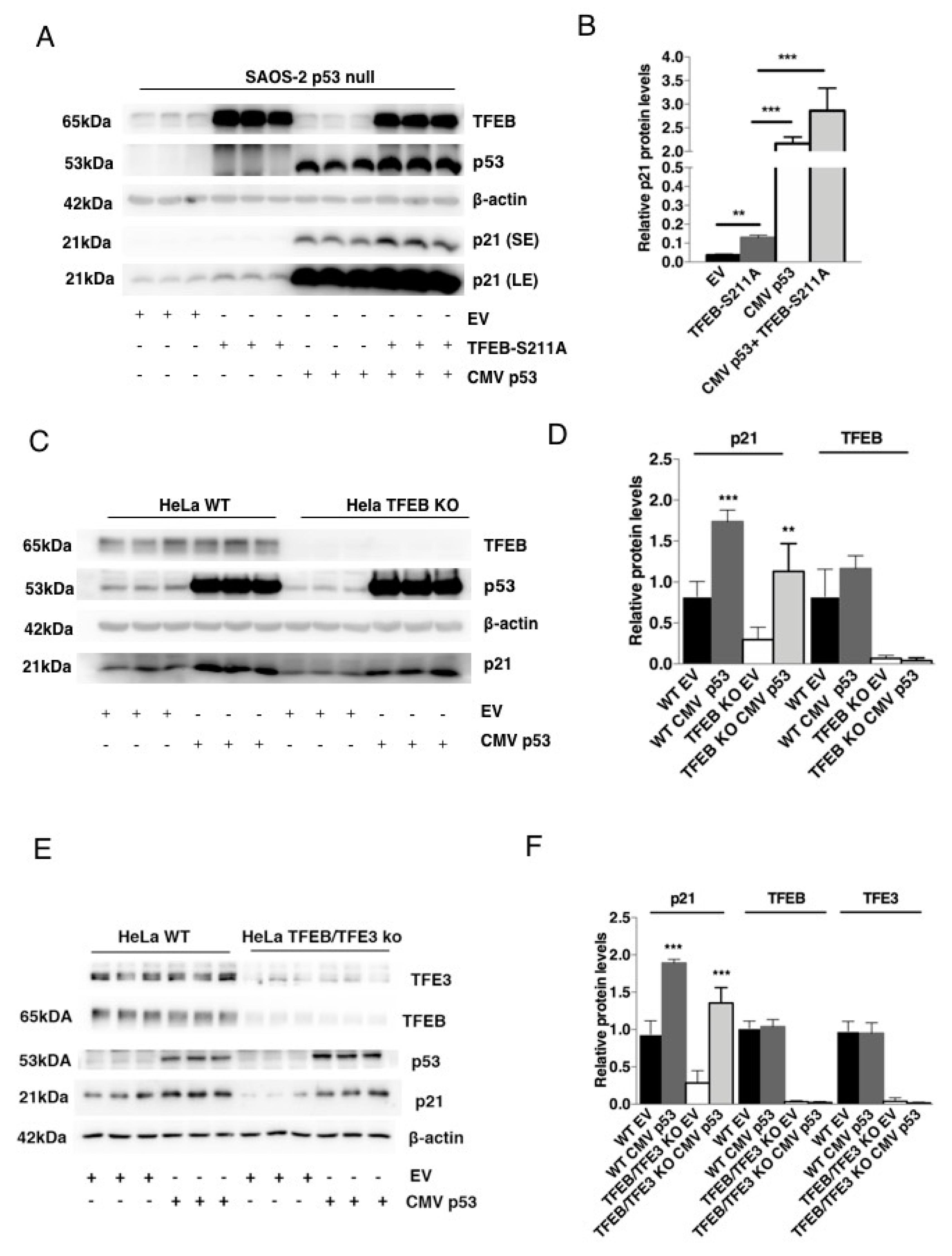 Cells 09 01186 g002 Cells 09 01186 g002