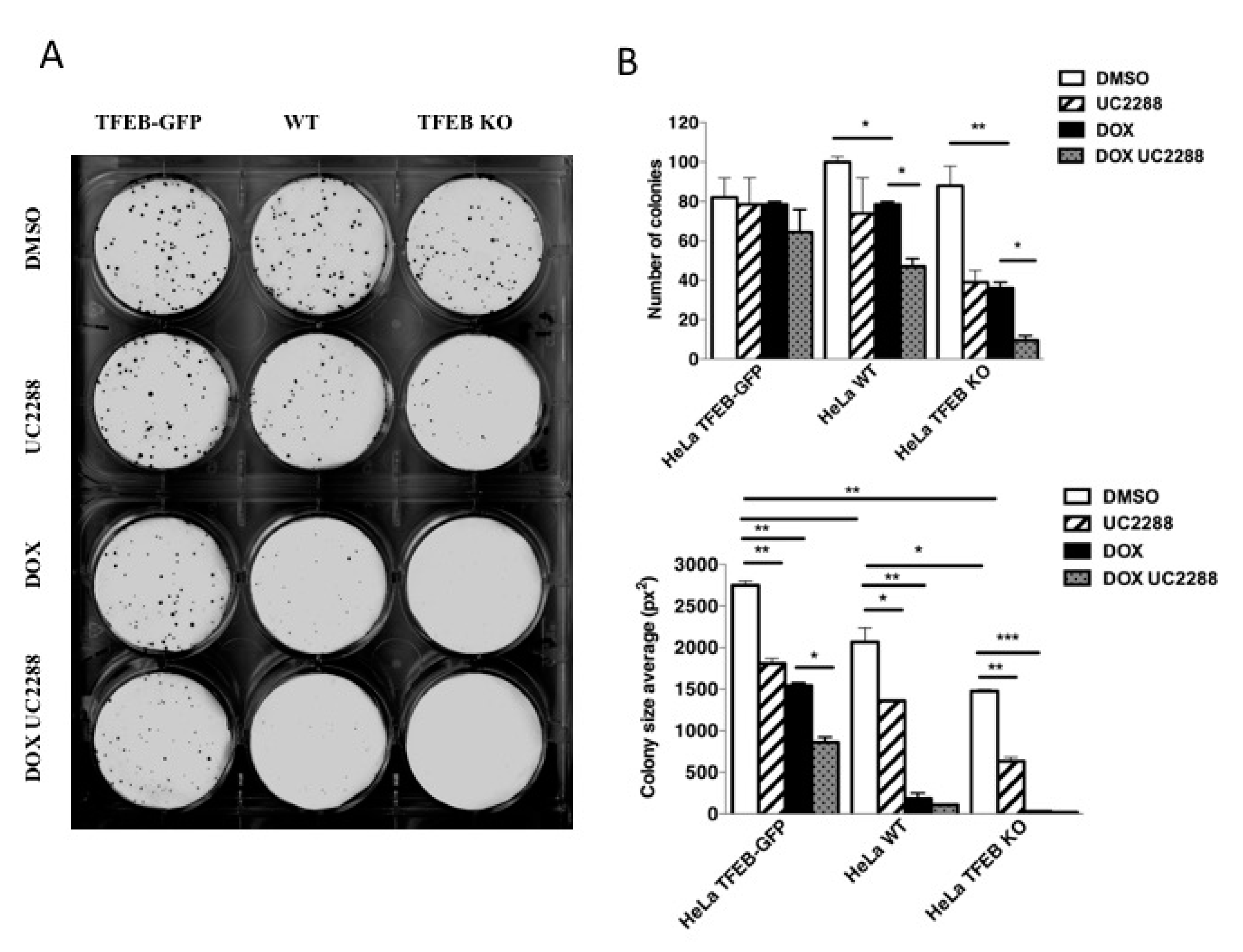 Cells 09 01186 g005 Cells 09 01186 g005