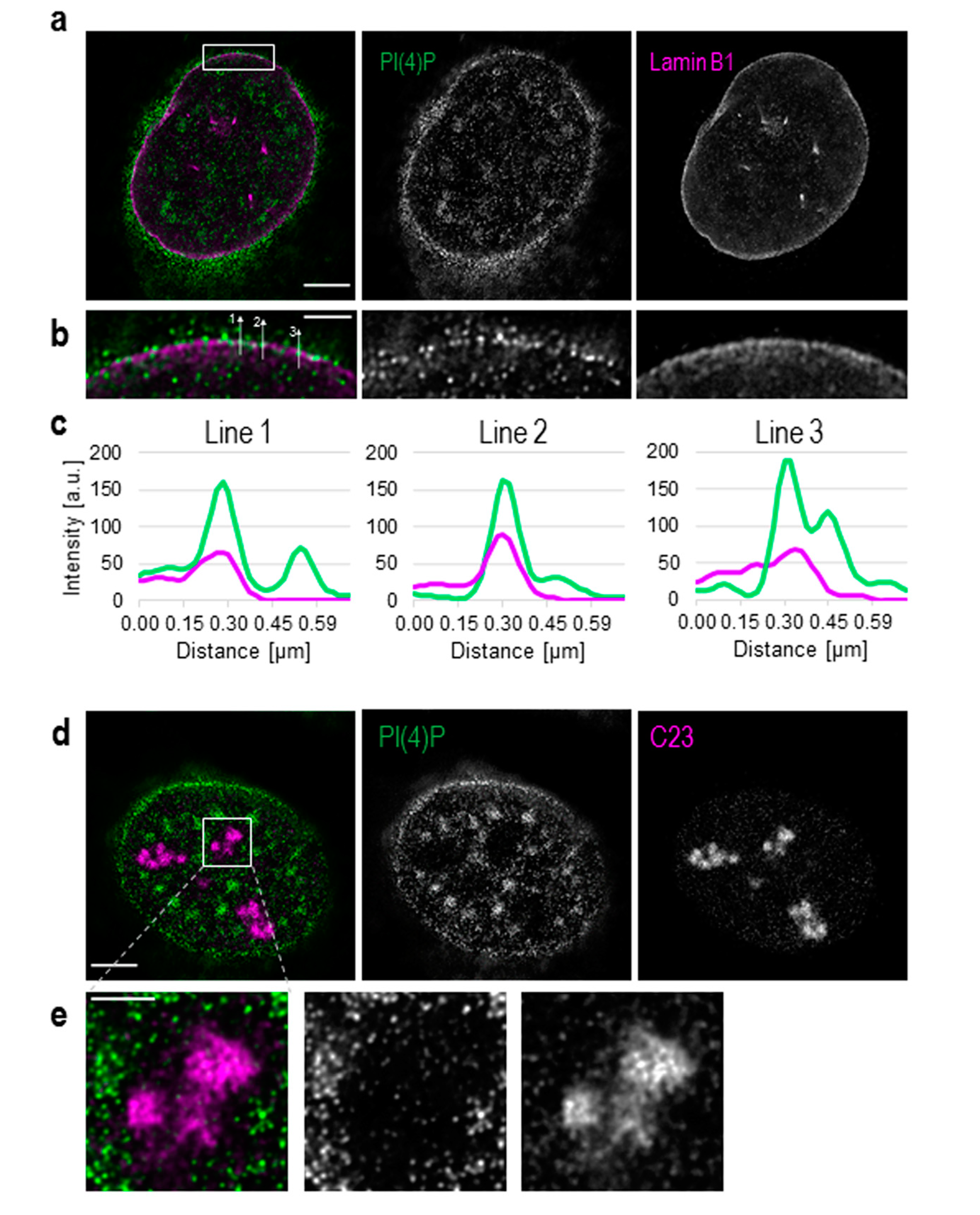 Cells 09 01191 g001 Cells 09 01191 g001