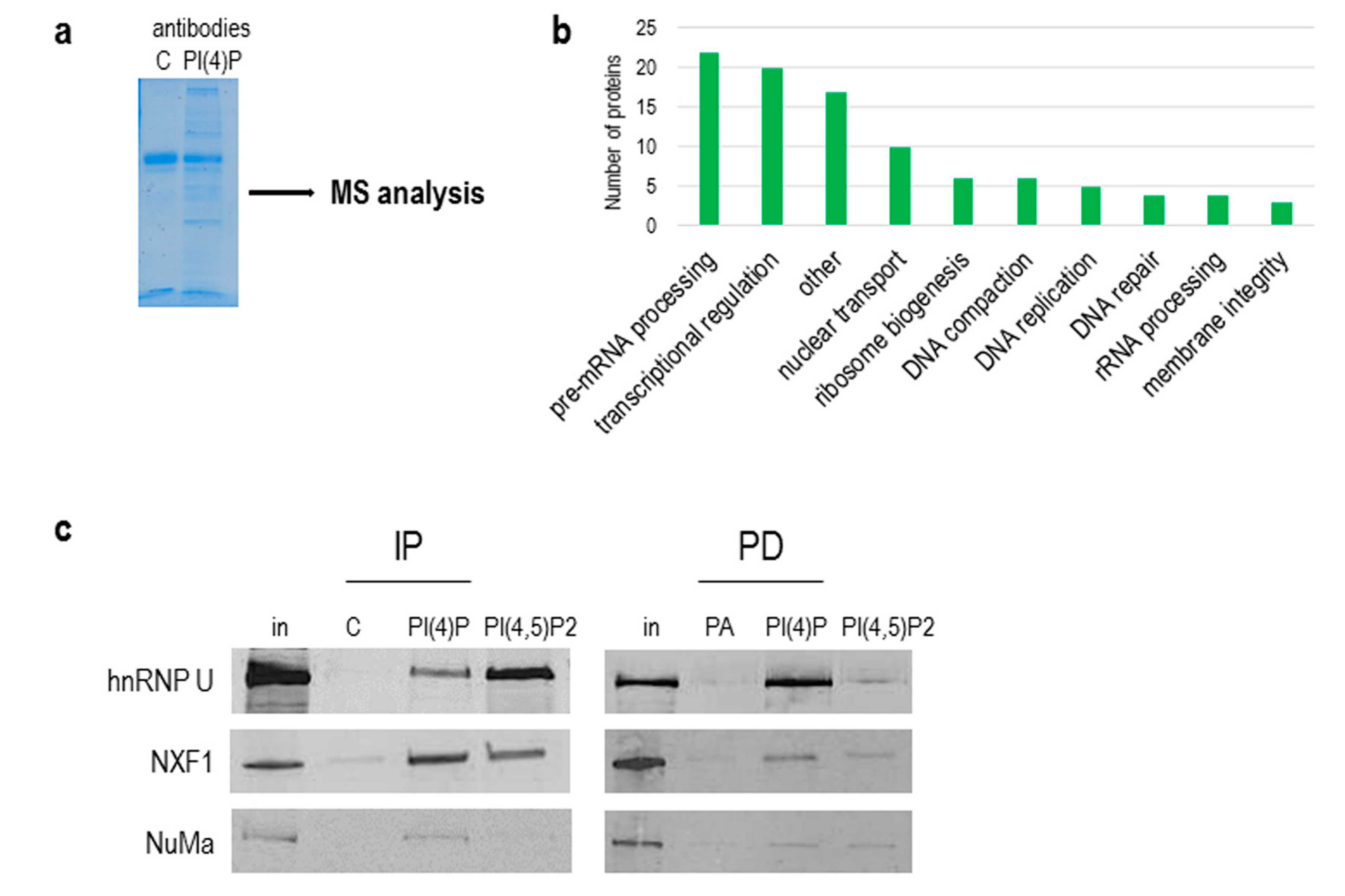 Cells 09 01191 g007 Cells 09 01191 g007