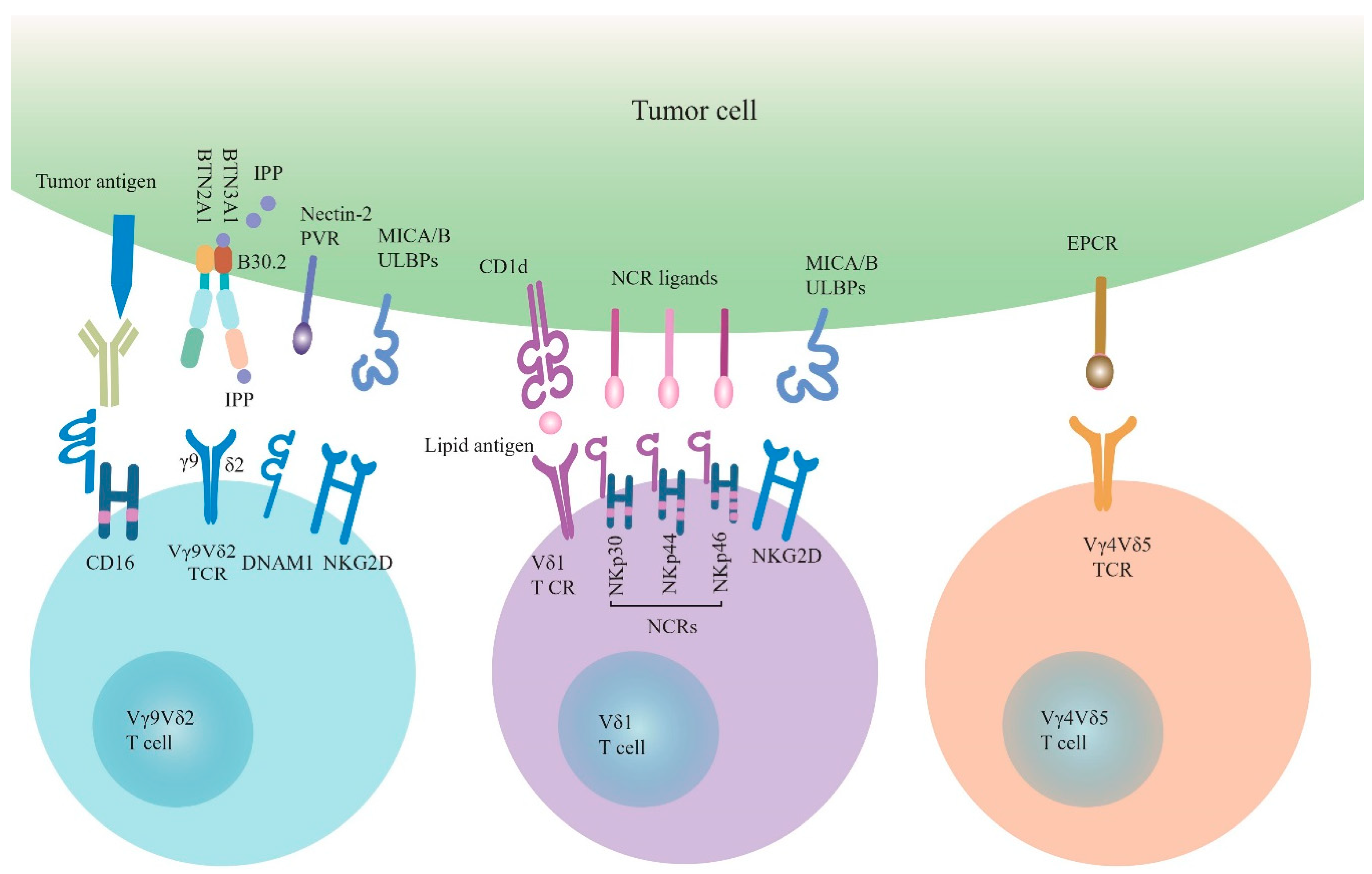 Cells 09 01206 g001