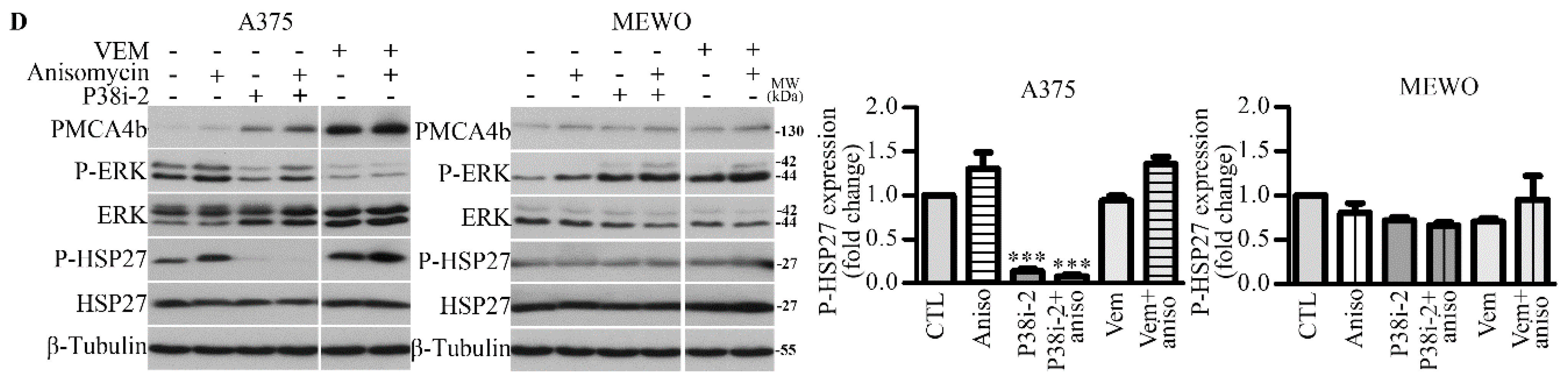 Cells 09 01209 g001b