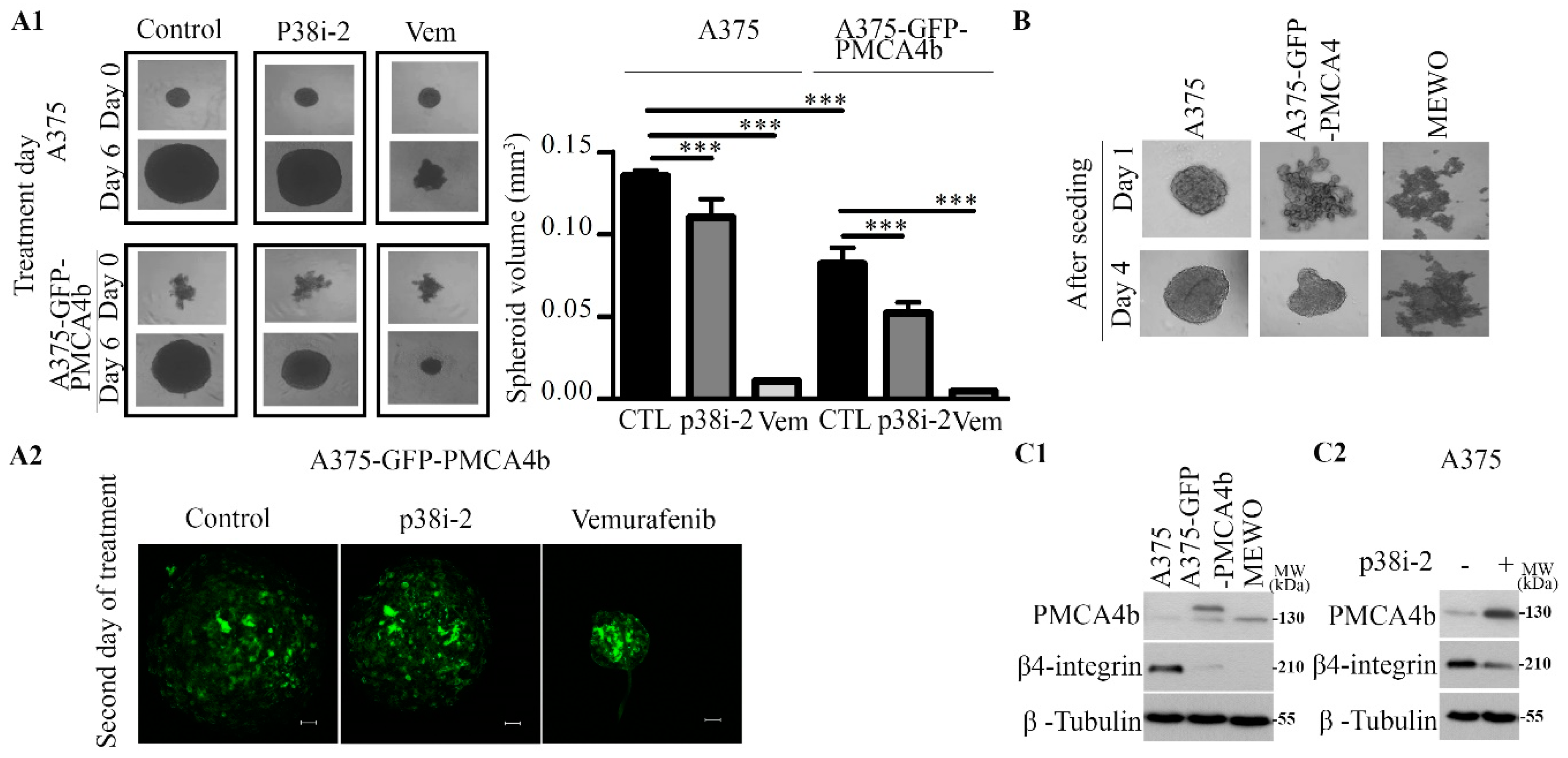 Cells 09 01209 g007