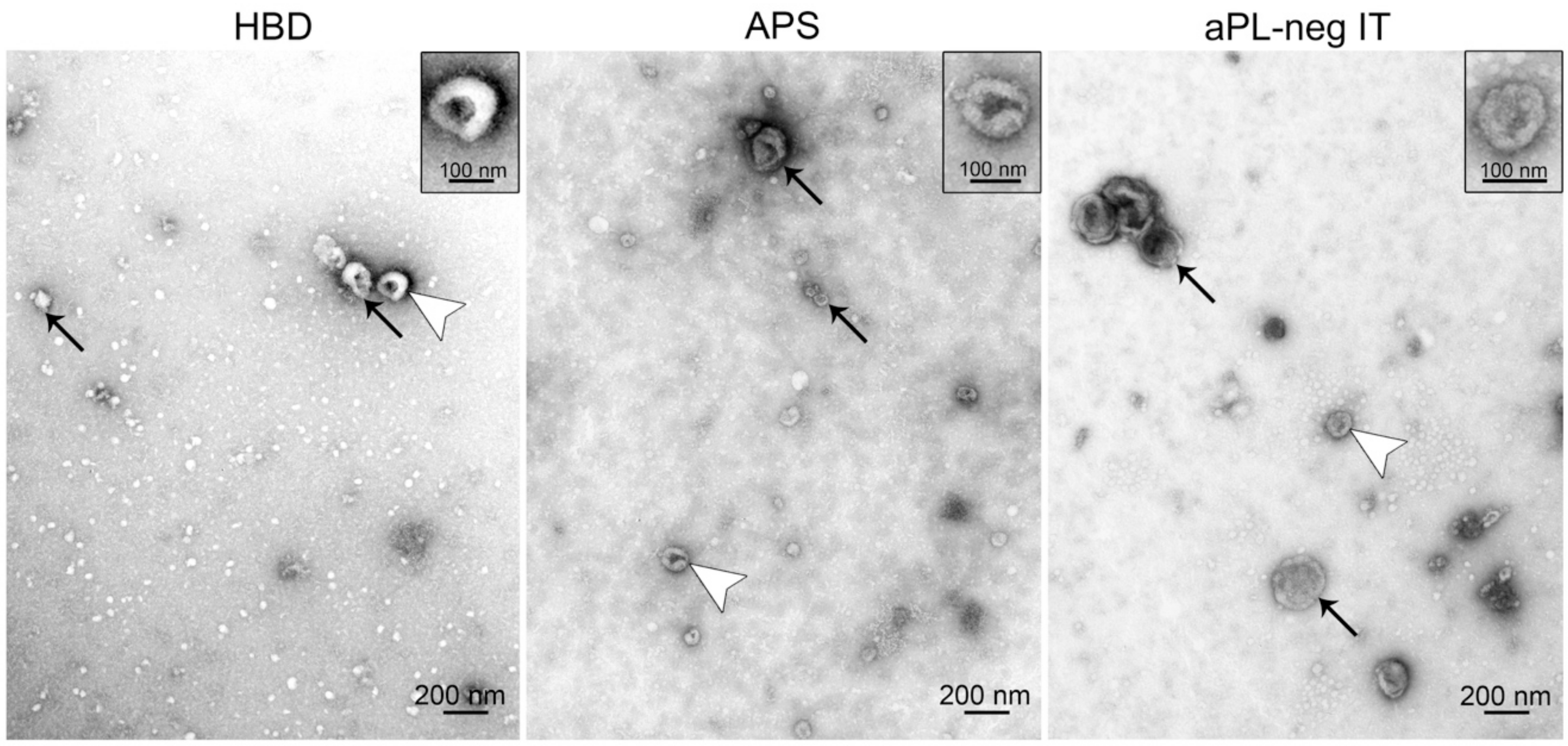 Cells 09 01211 g003 Cells 09 01211 g003
